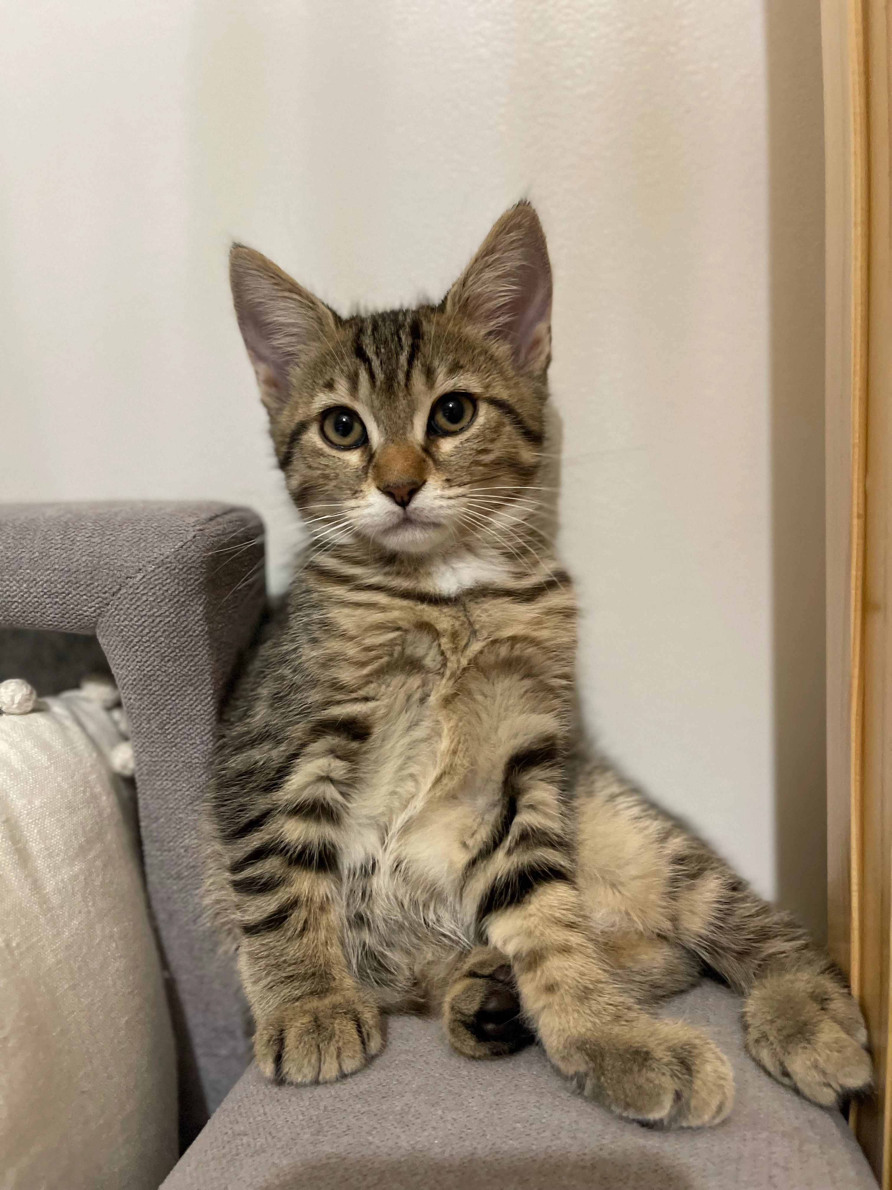 Nala - Rue François Mitterrand, Auvers-sur-Oise