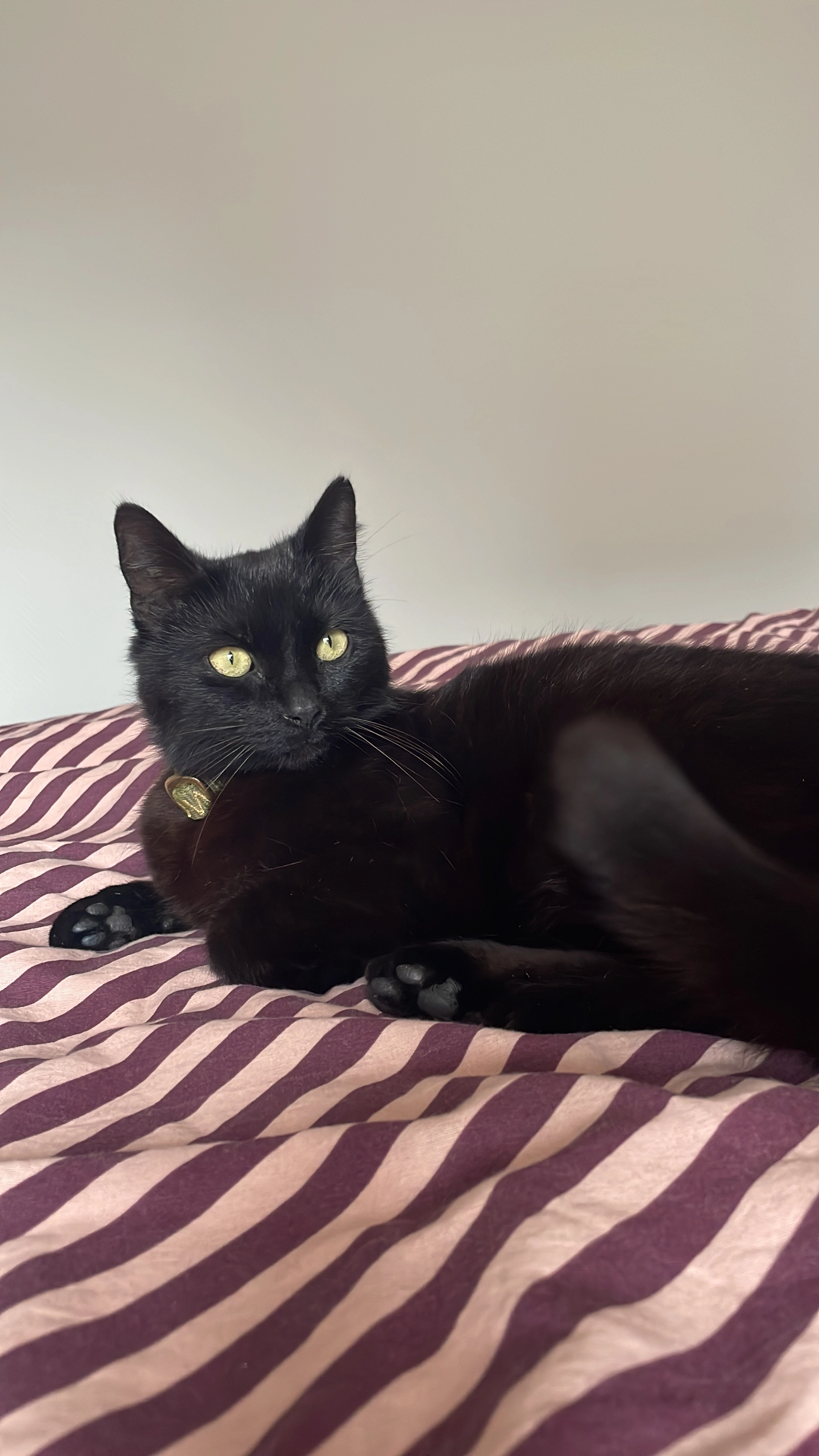 Shadow - Zuiderkade, Franeker