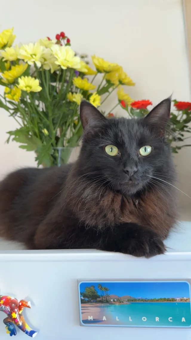 Missy - Farnham Road, Slough
