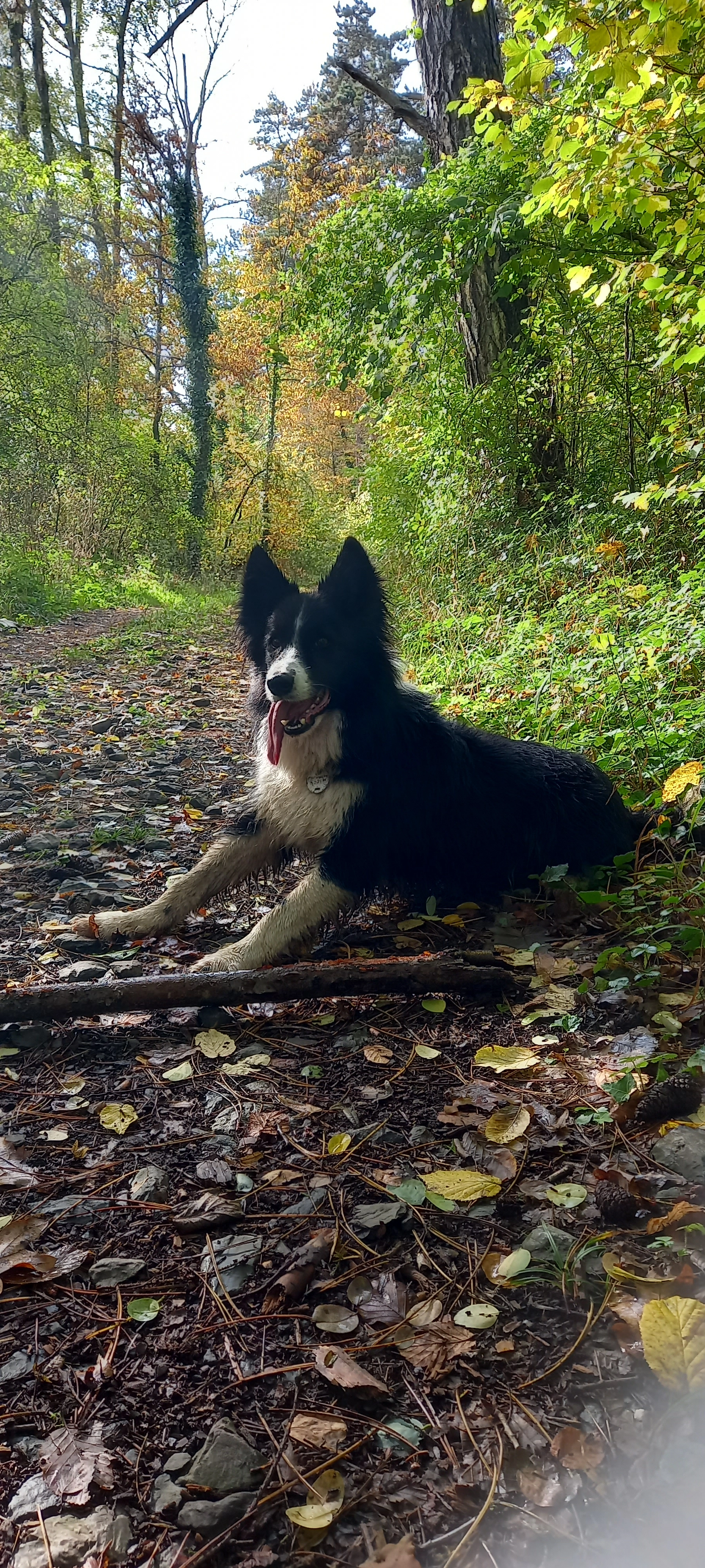 Loki - Rue Jean Schinler, Sprimont