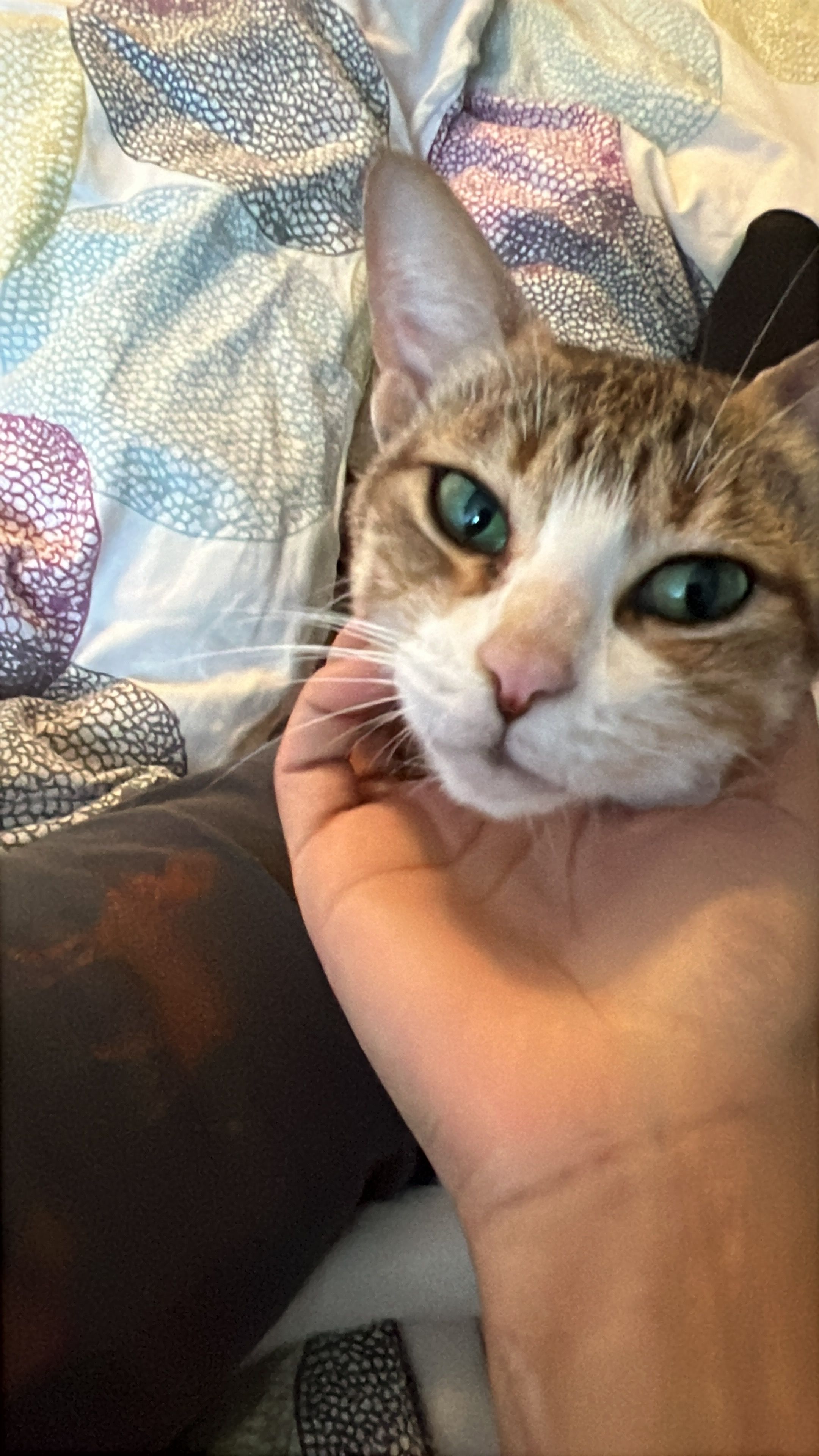 Micia  - Palnatokesvej 26, Odense C