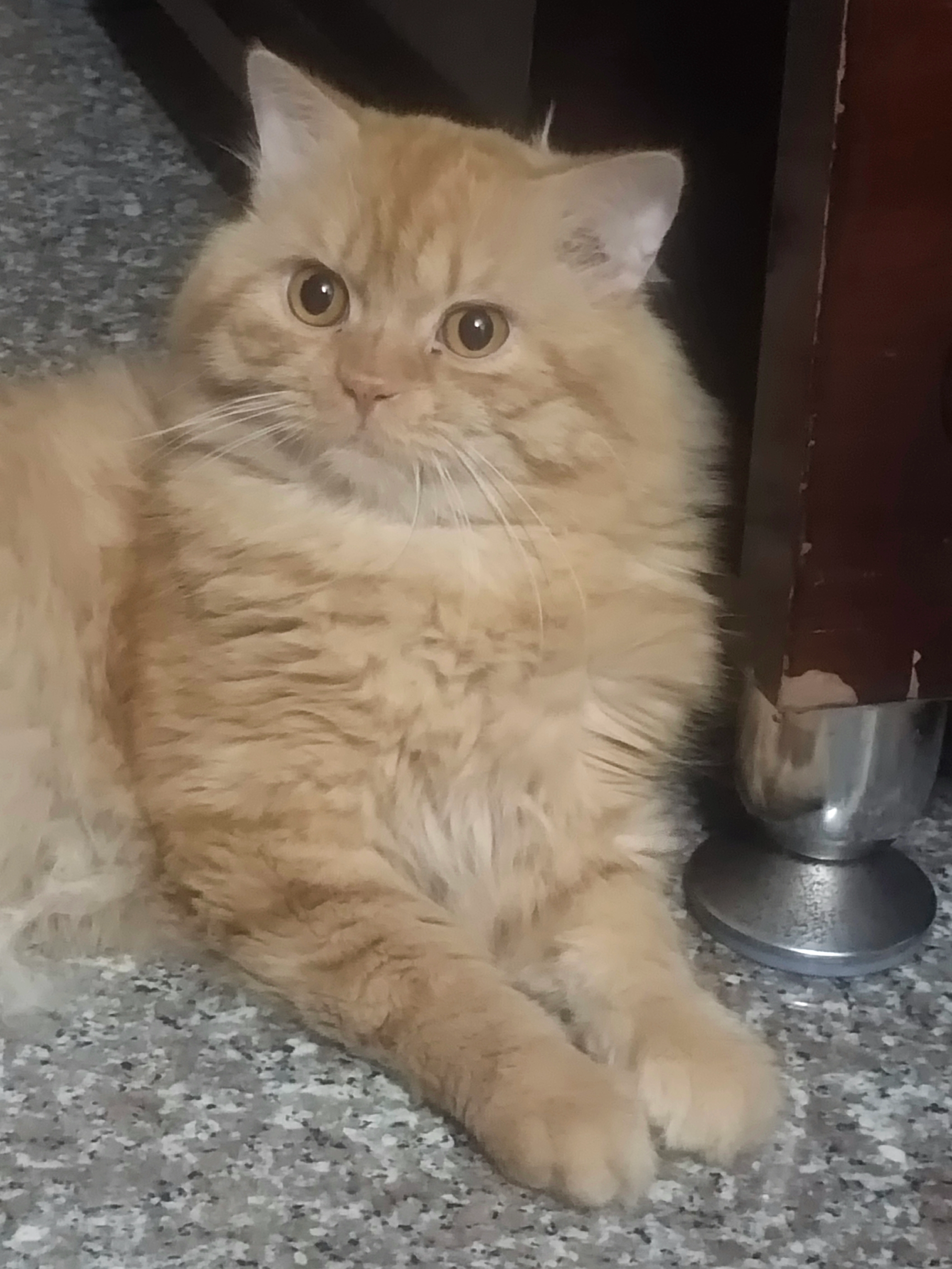 Cookie  - Road No 10b, Hyderabad