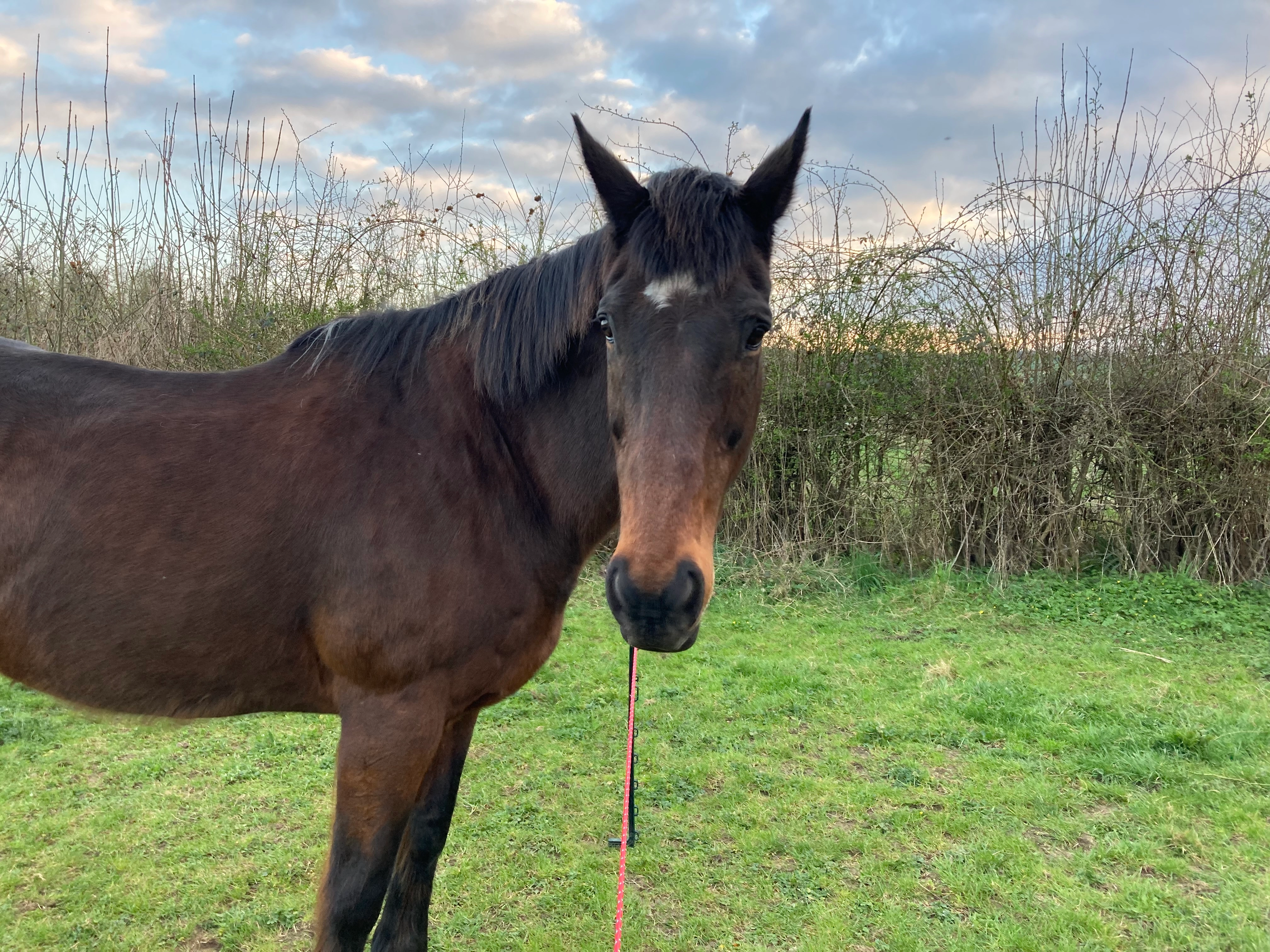 Jimmy - Chemin Des Prés Du Château, Bazarnes