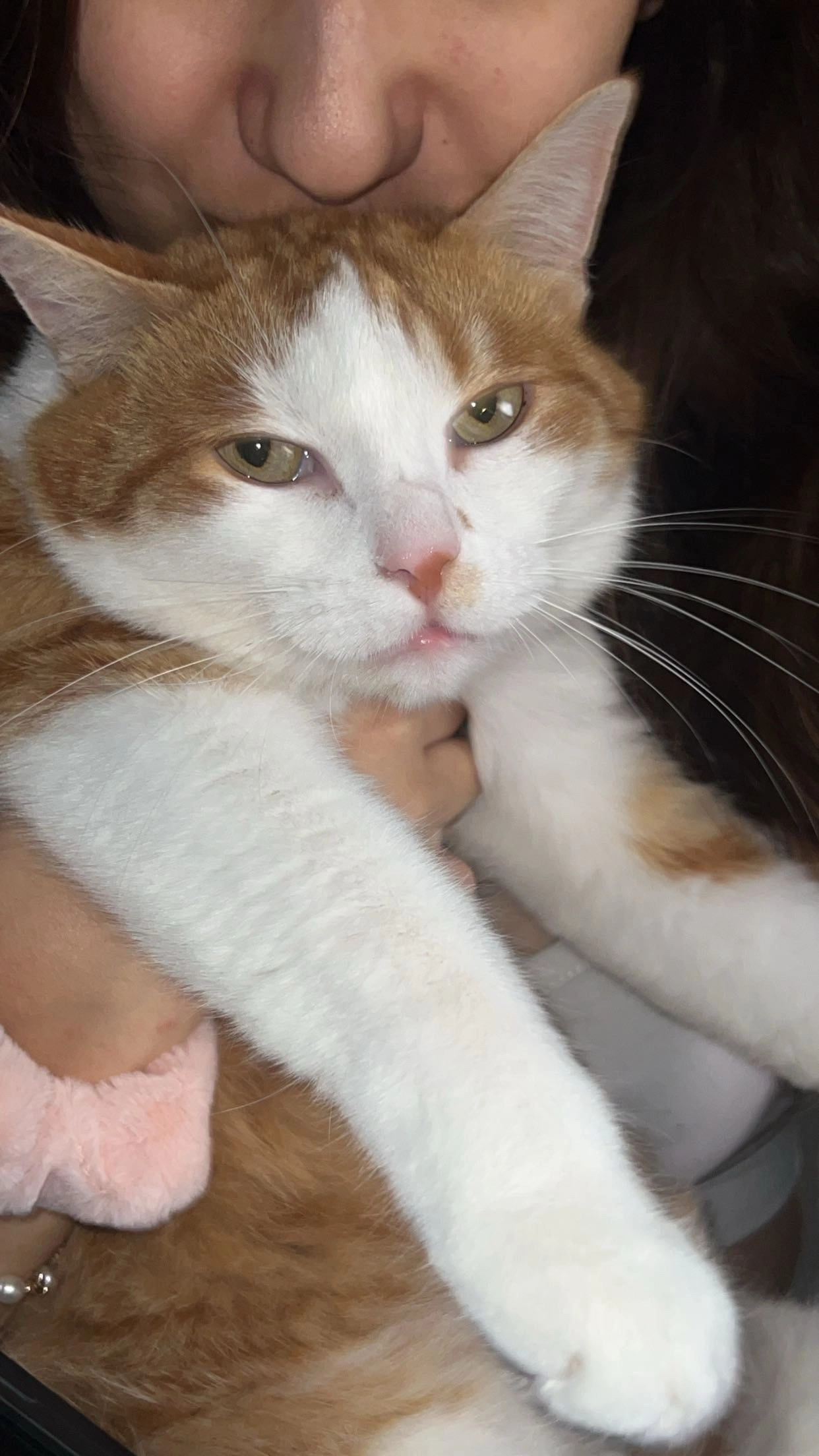 Melone - Schrickgasse, Wien