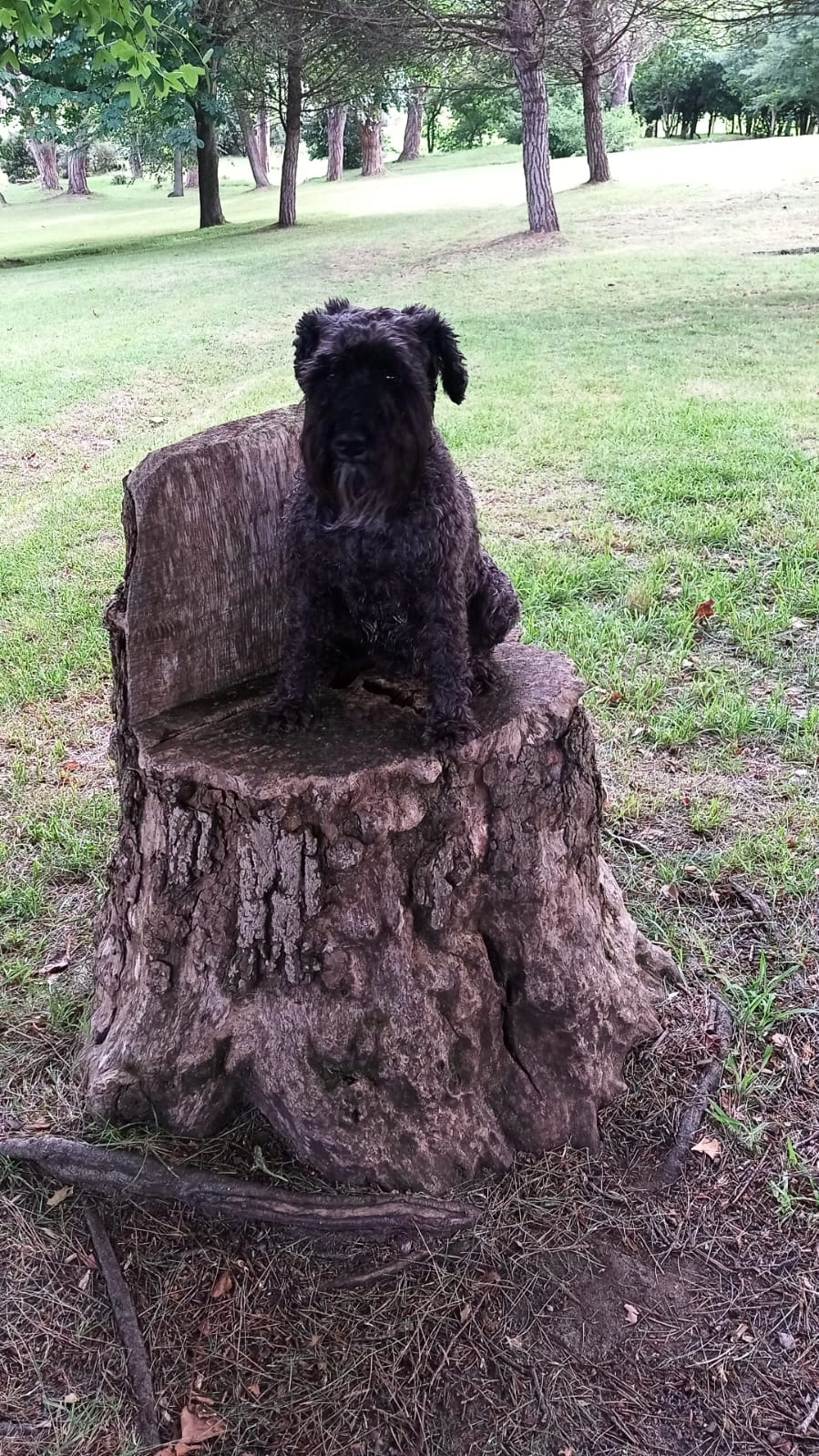 Mamba - Camiño do Porto, Puentedeume
