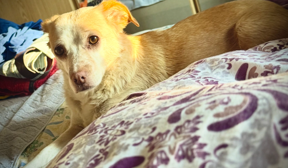 Lilli - Edenkobener Weg, Berlin