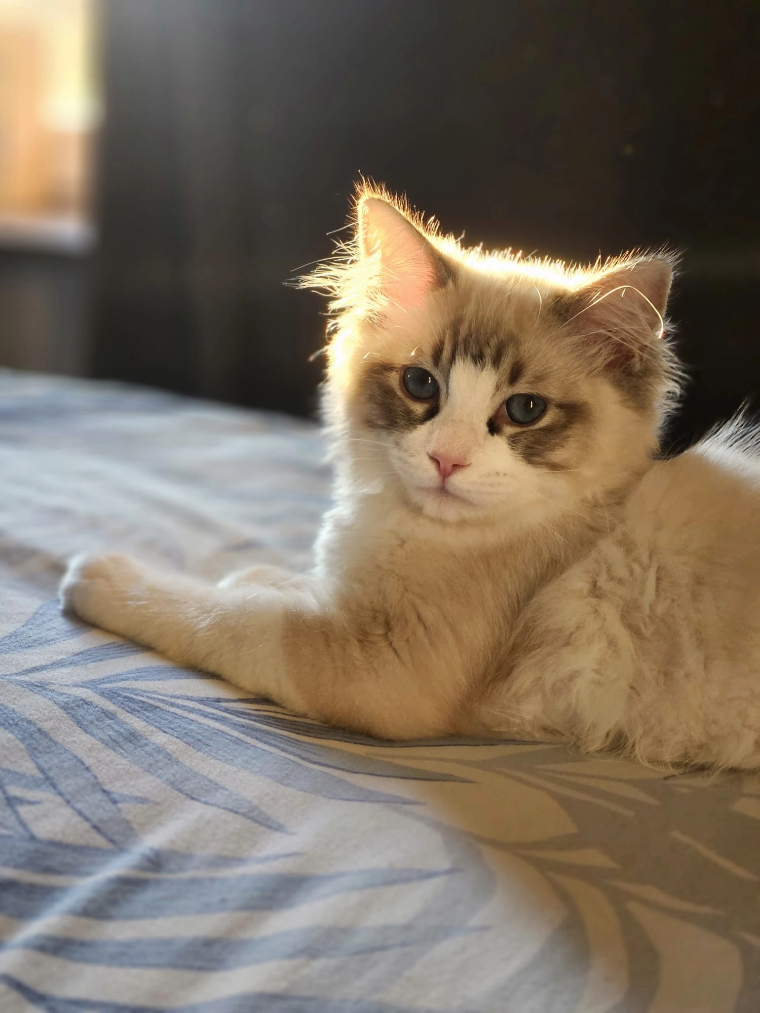 joji - Tegelvägen, Upplands Väsby