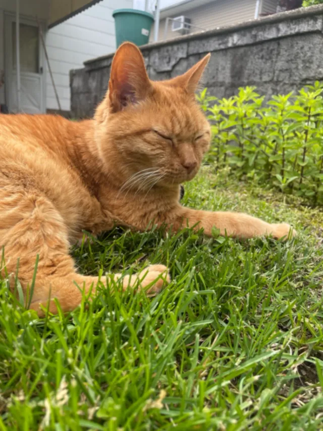 Simba - S 7th St, Bethpage