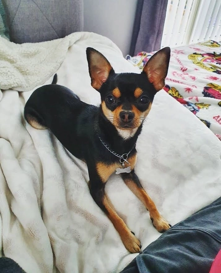 Frankie - Knowsley Safari Park, Prescot