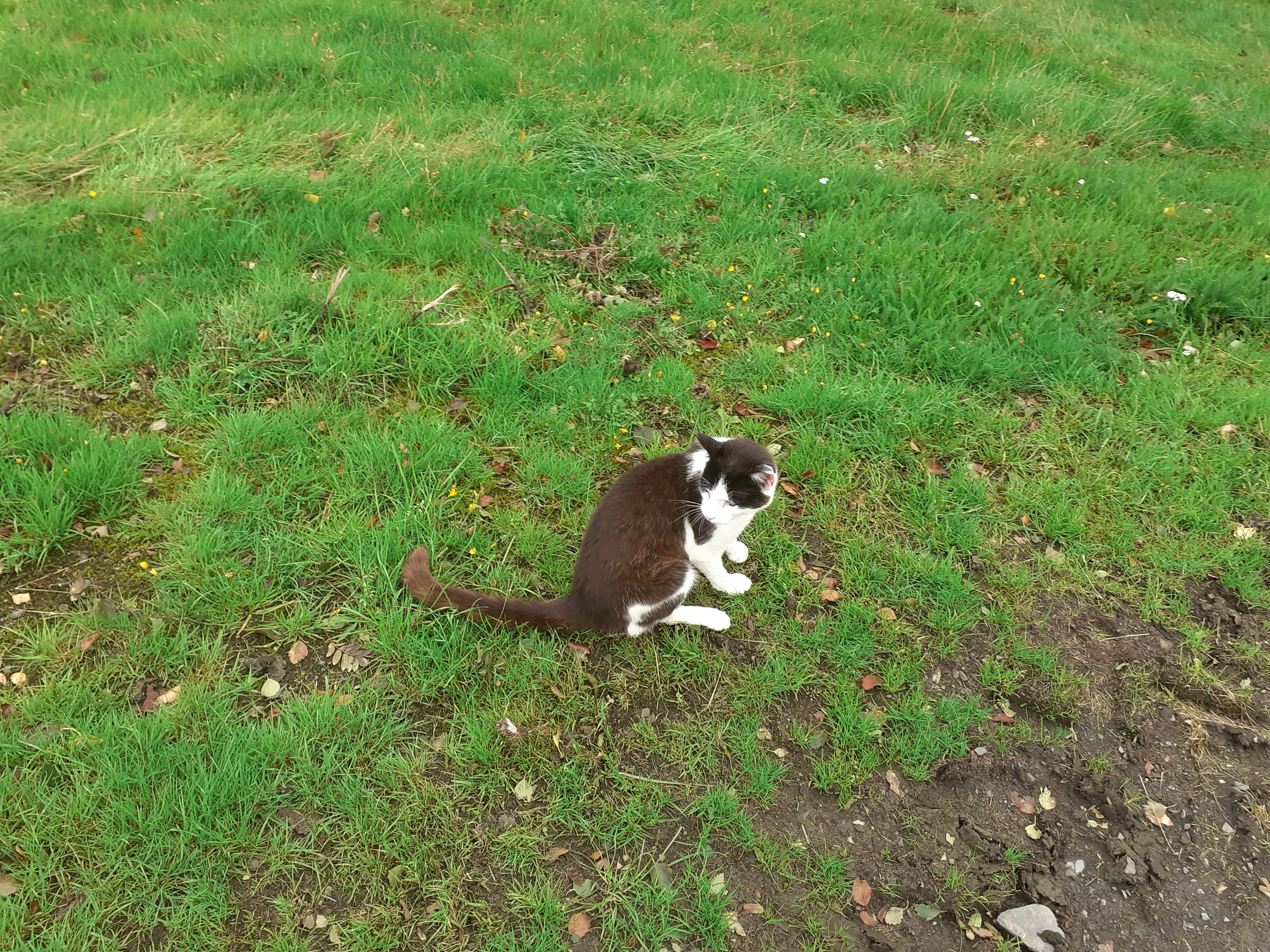 Ben - SY21 0AN, Welshpool