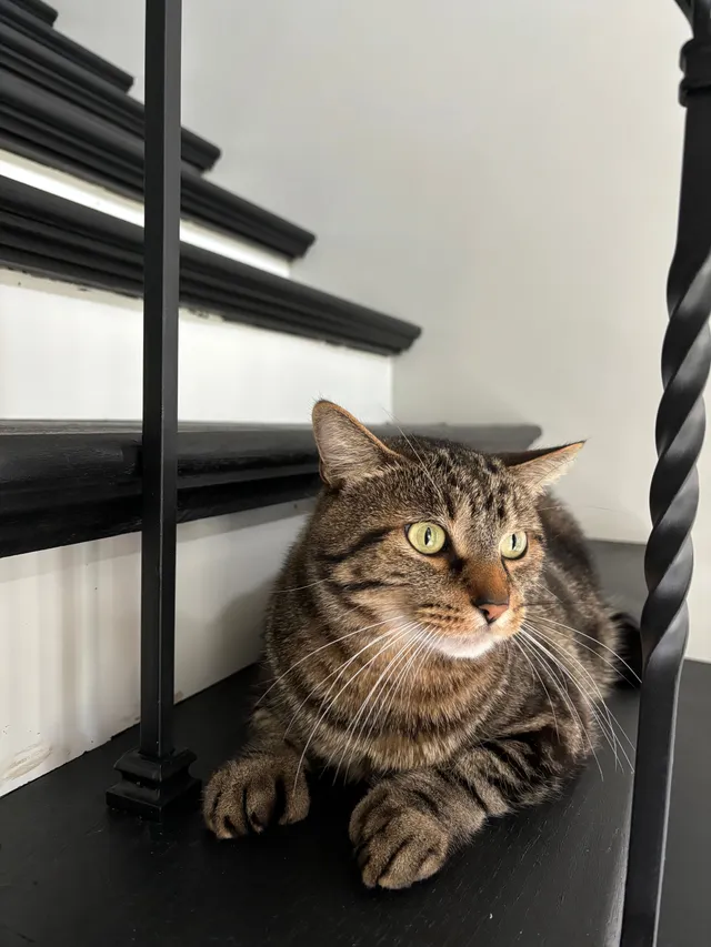 Simba - Beck Rd, Canton