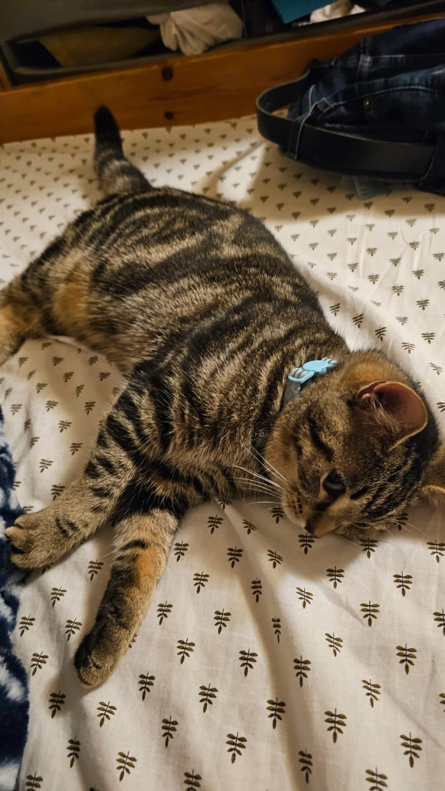 Noor - Allardice Street, Stonehaven