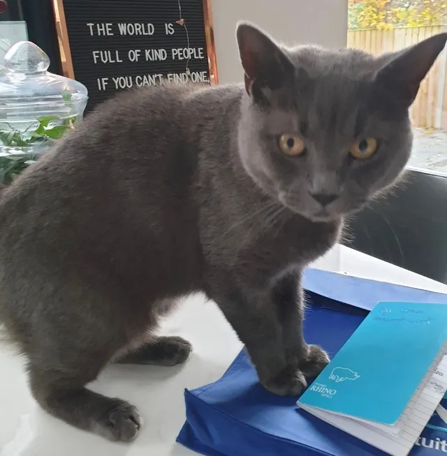 Coco - Woodway, Beaconsfield
