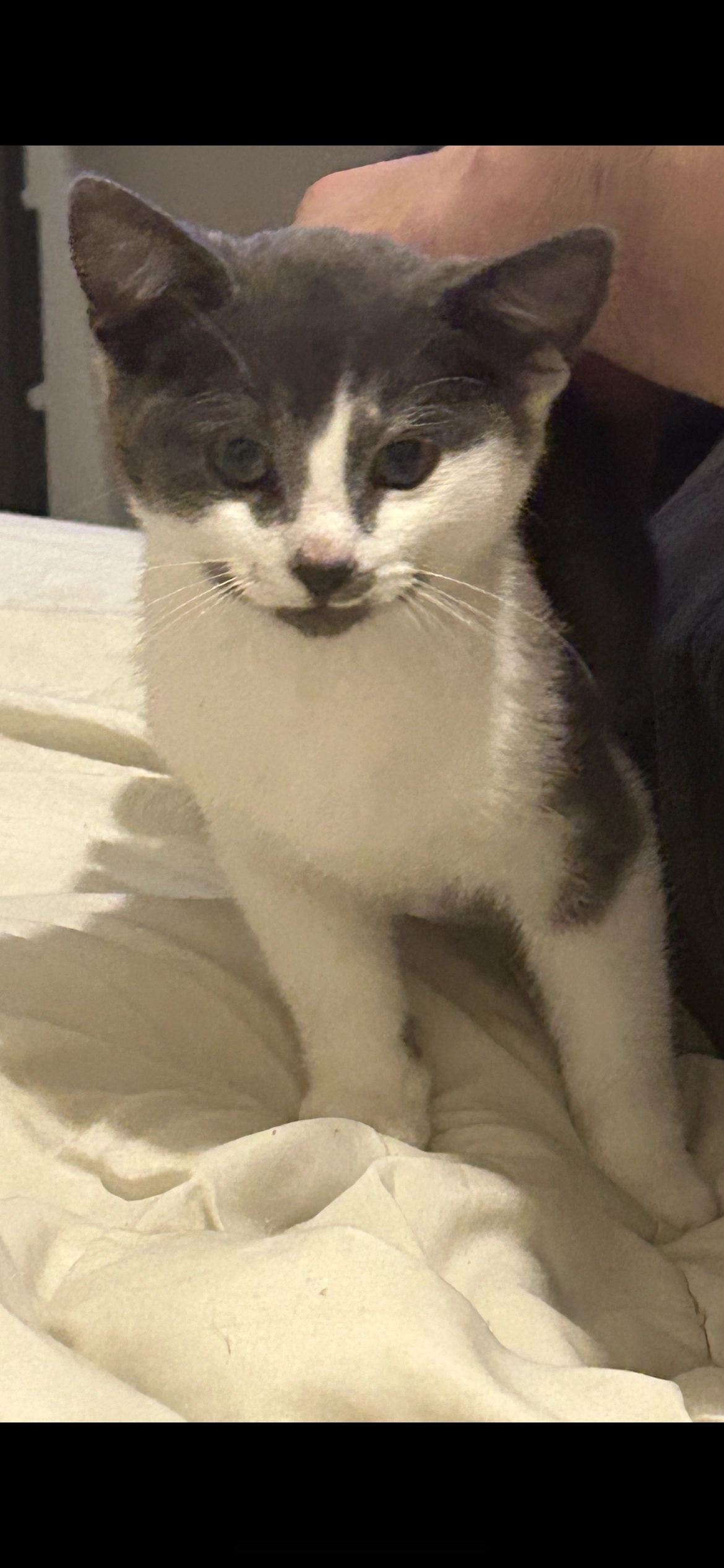 Oreo - Gloucester Street, Newent