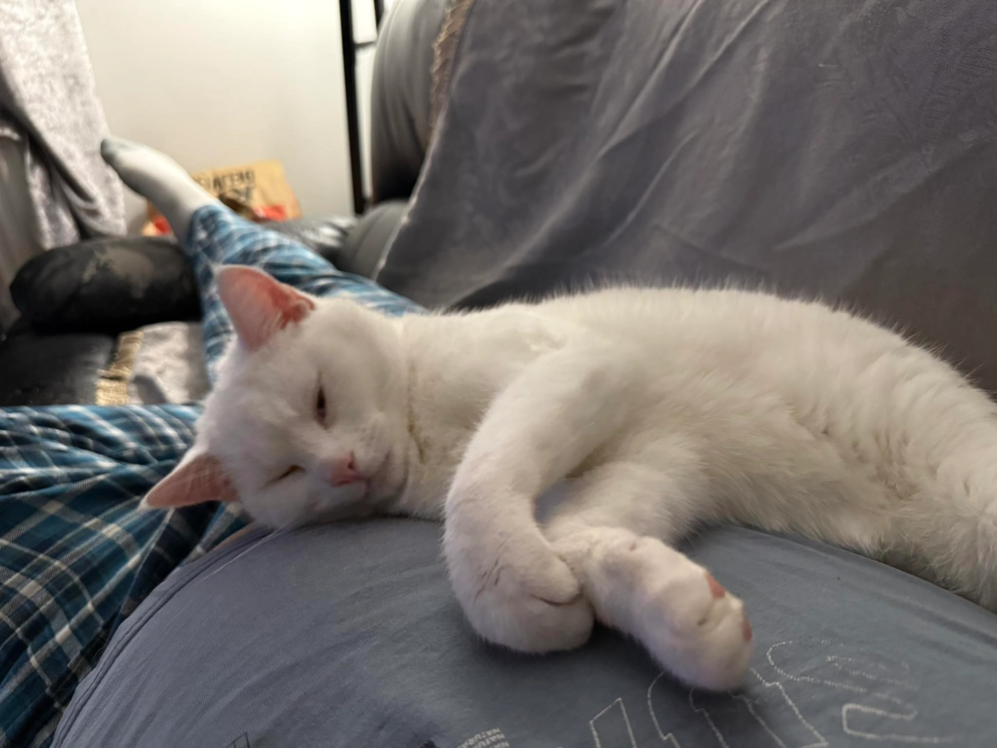 Edward - 61 Heol Llanelli, Cynheidre