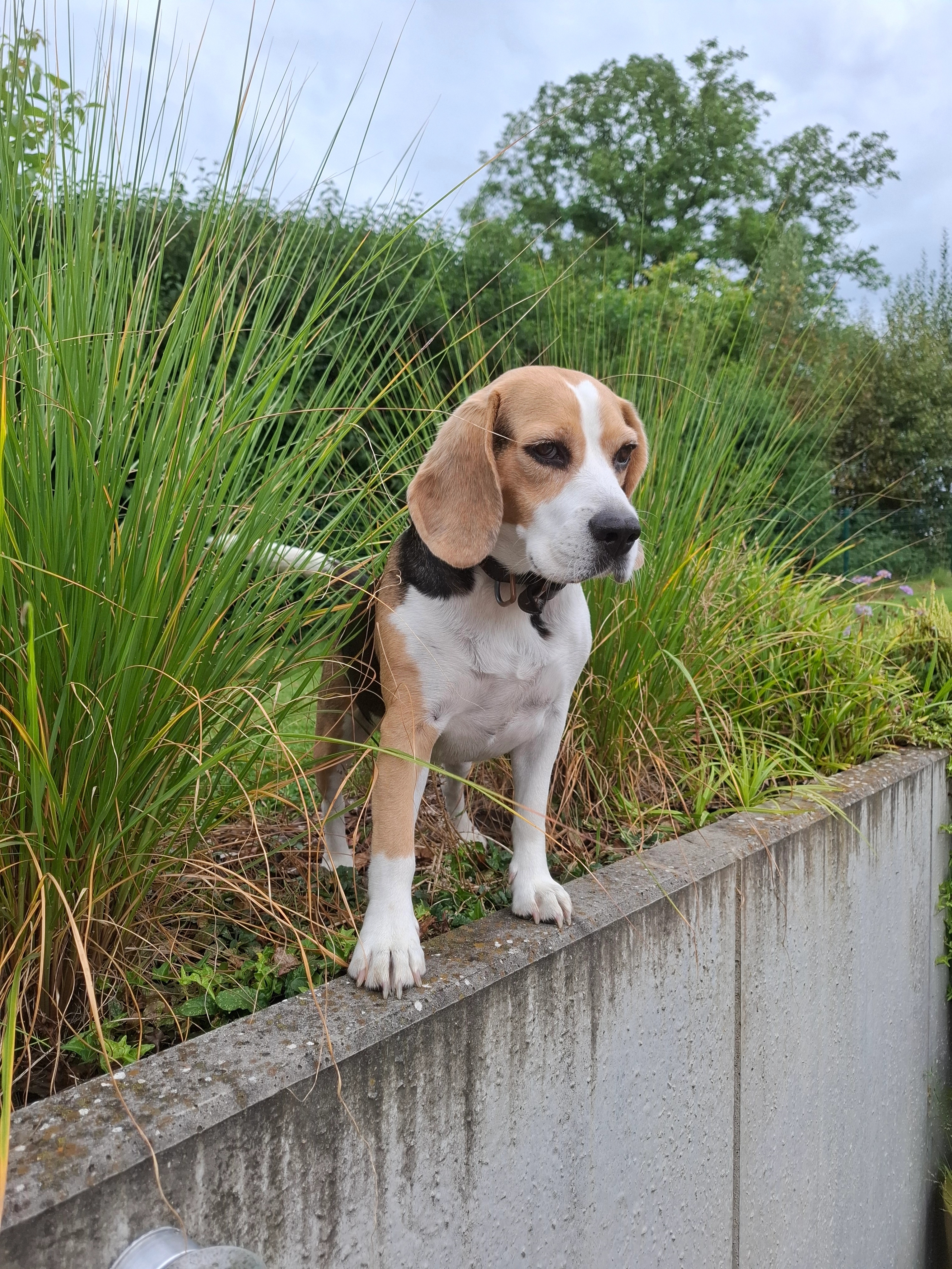 Olaf - Chemin De La Barque Vieille, Vers-Pont-du-Gard