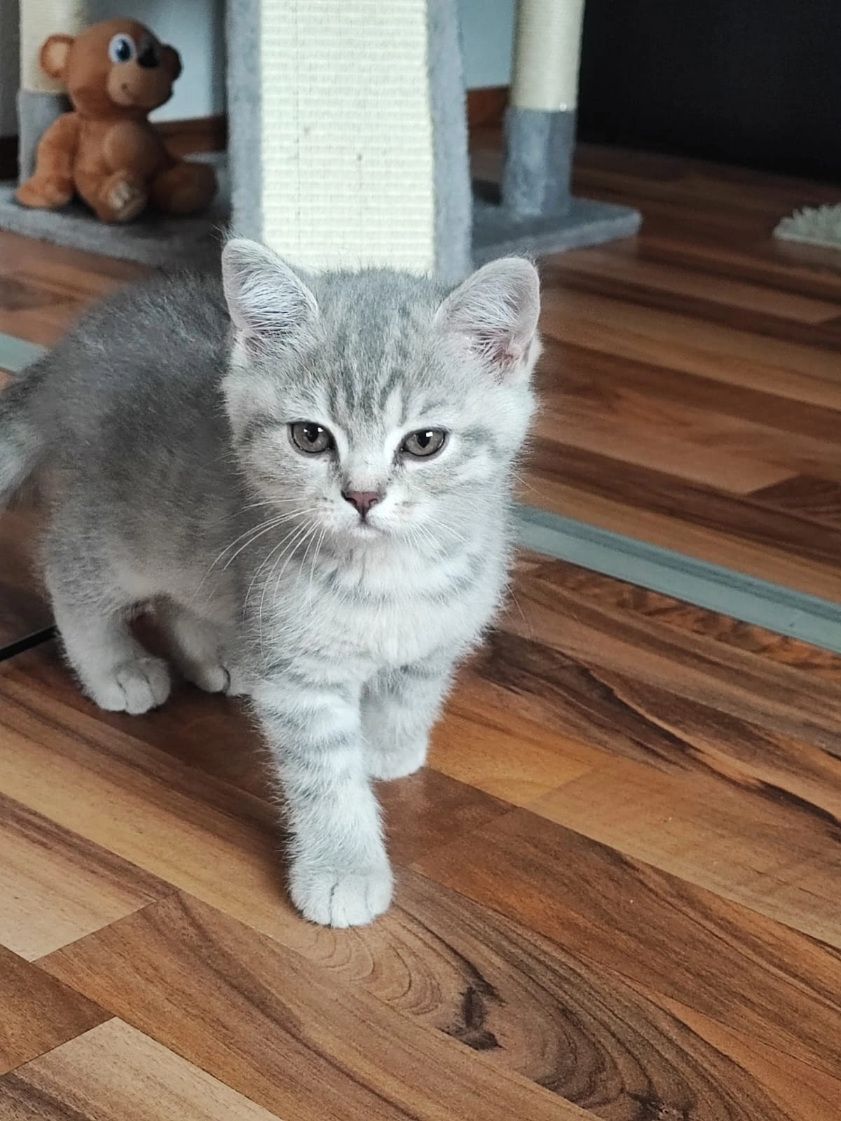 Frieda - Hasenwinkel, Schneverdingen