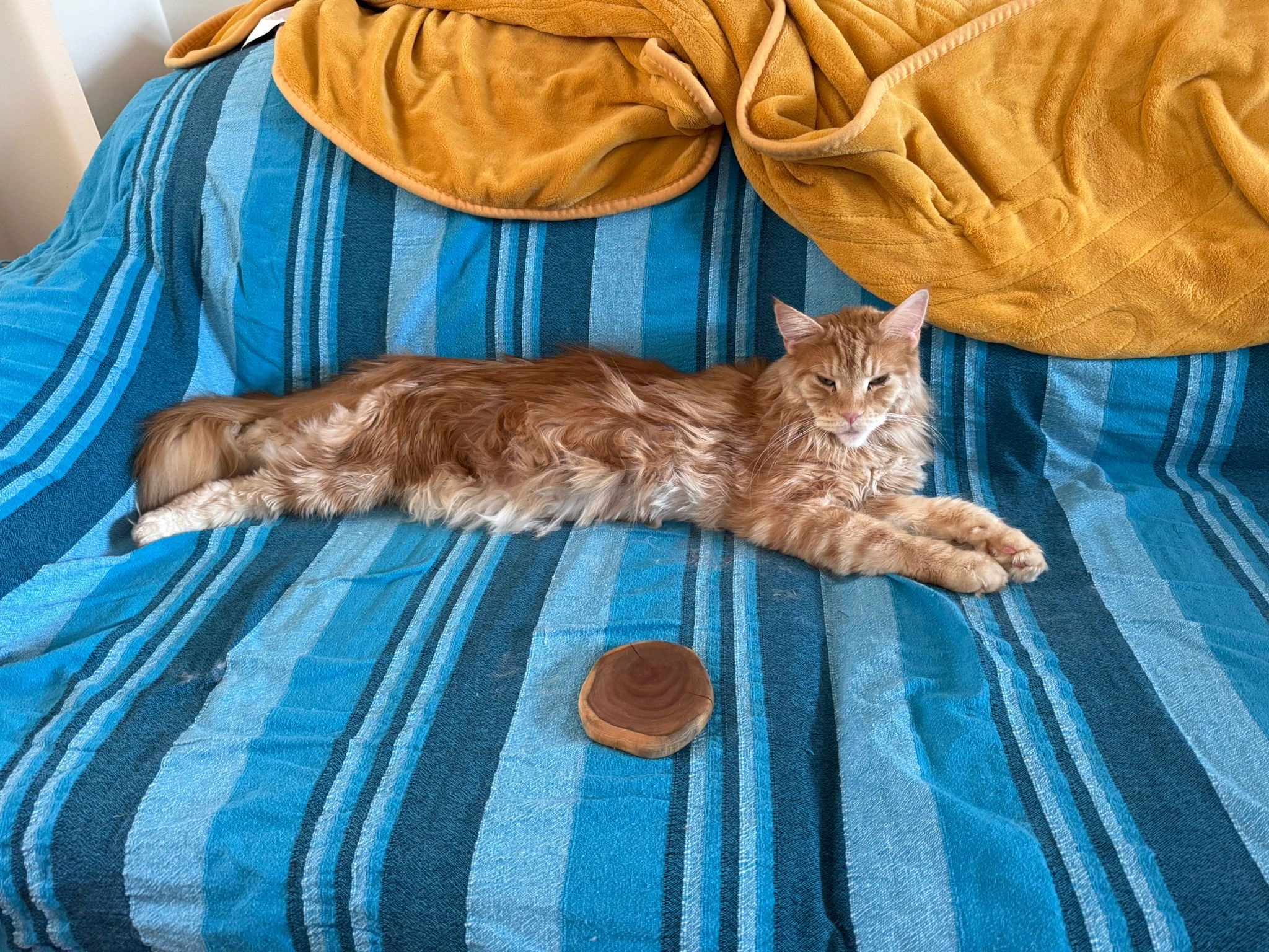 Mufasa - Tunbridge Way, Ashford