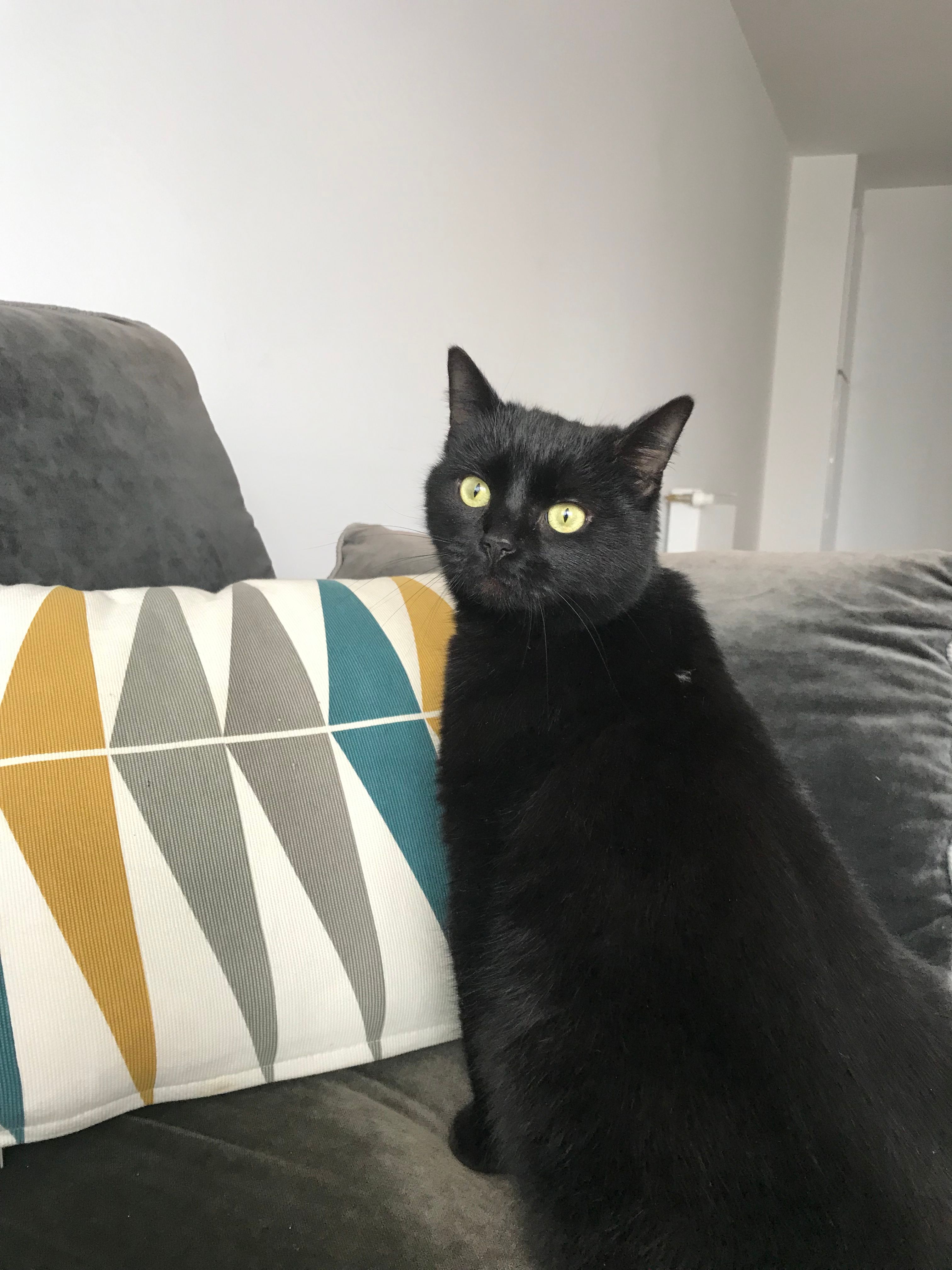 Bastet - 13 Impasse des Miracles, Rives-du-Loir-en-Anjou