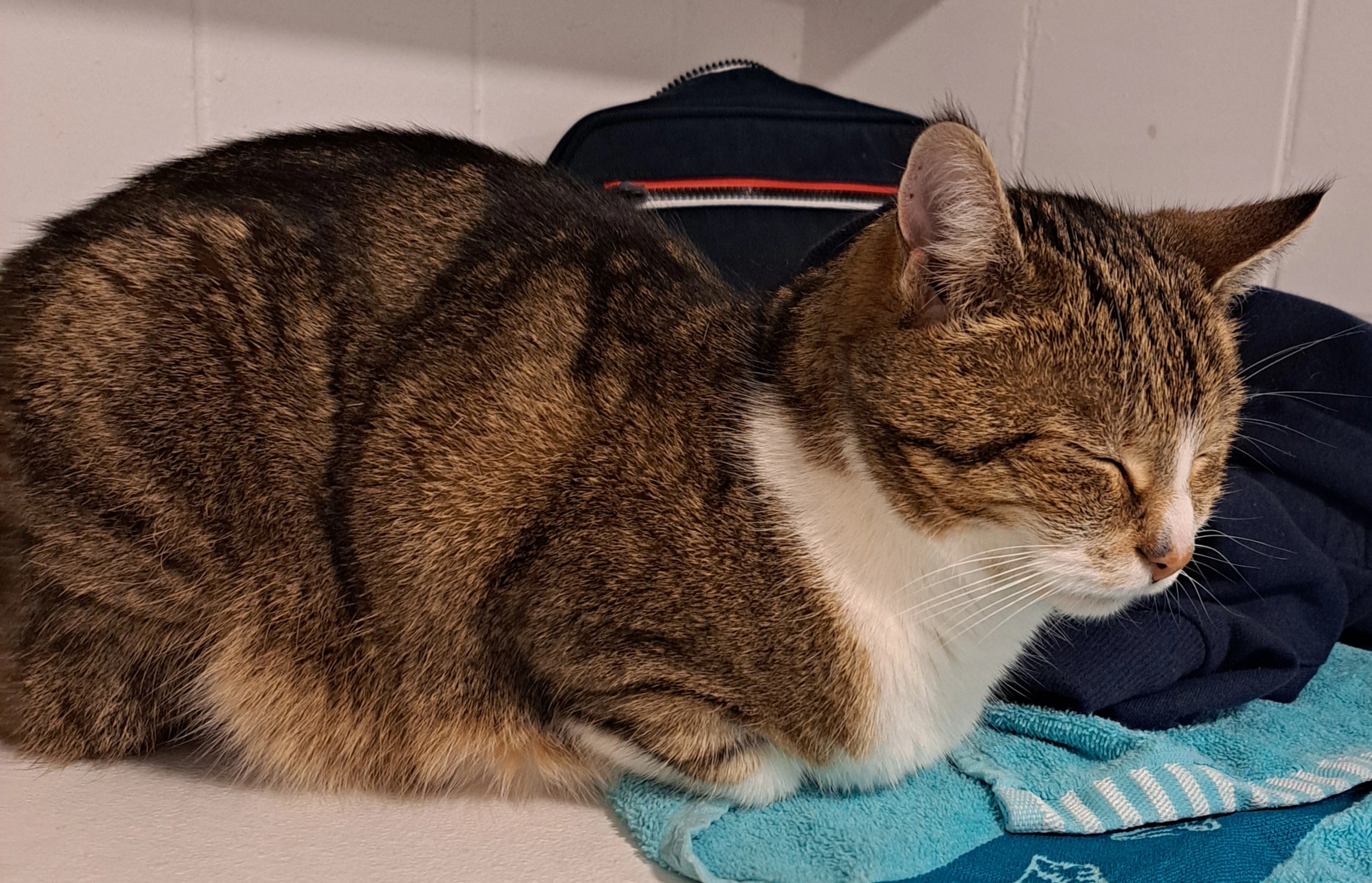 Rocky - Trunkelsberger Straße, Memmingen