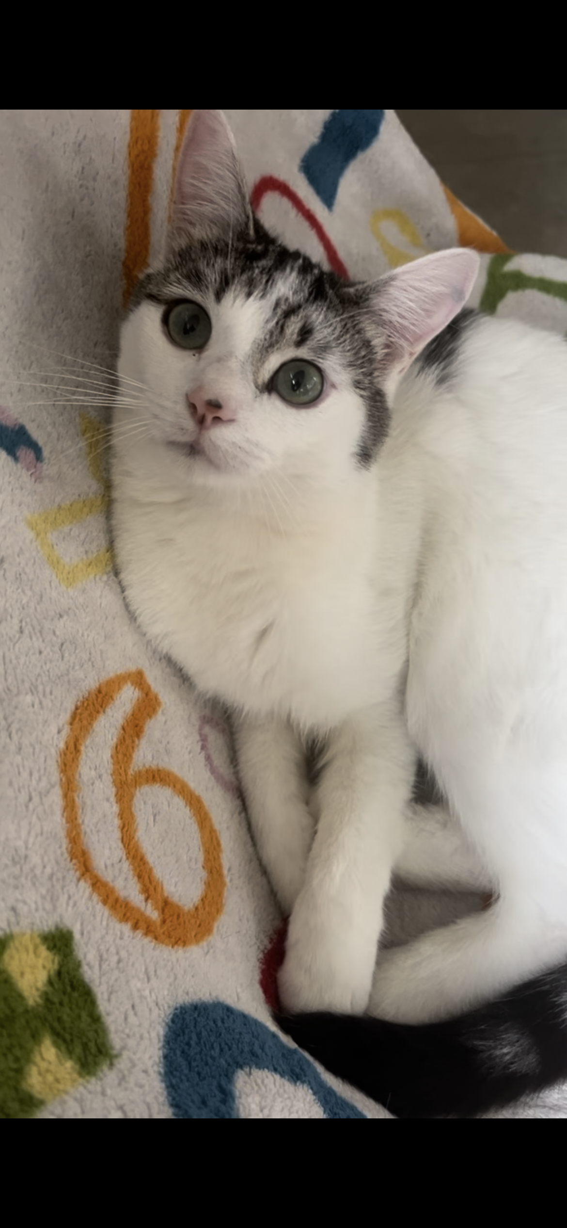 Hughie - Deerings Grove, Northern Ireland