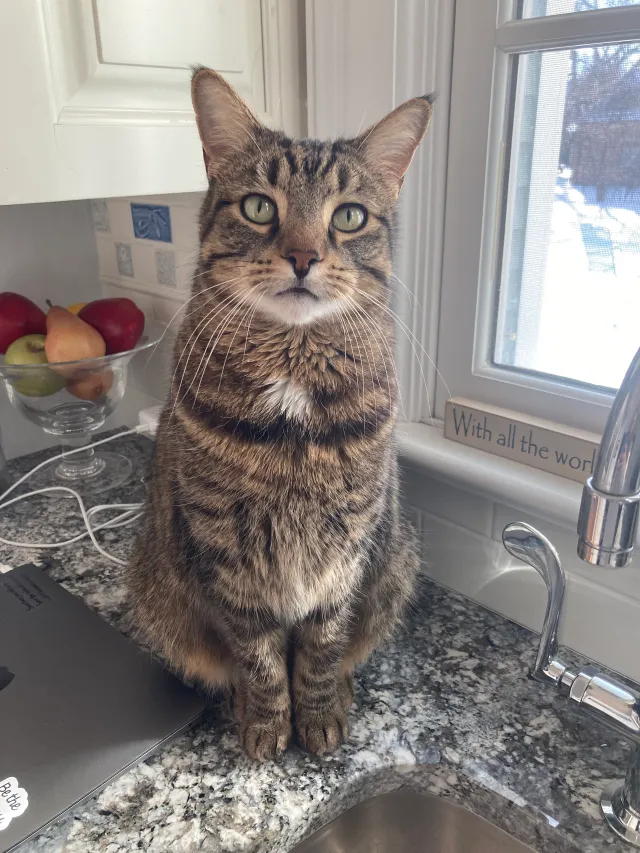 Monty - 211 Birch St, Winnetka