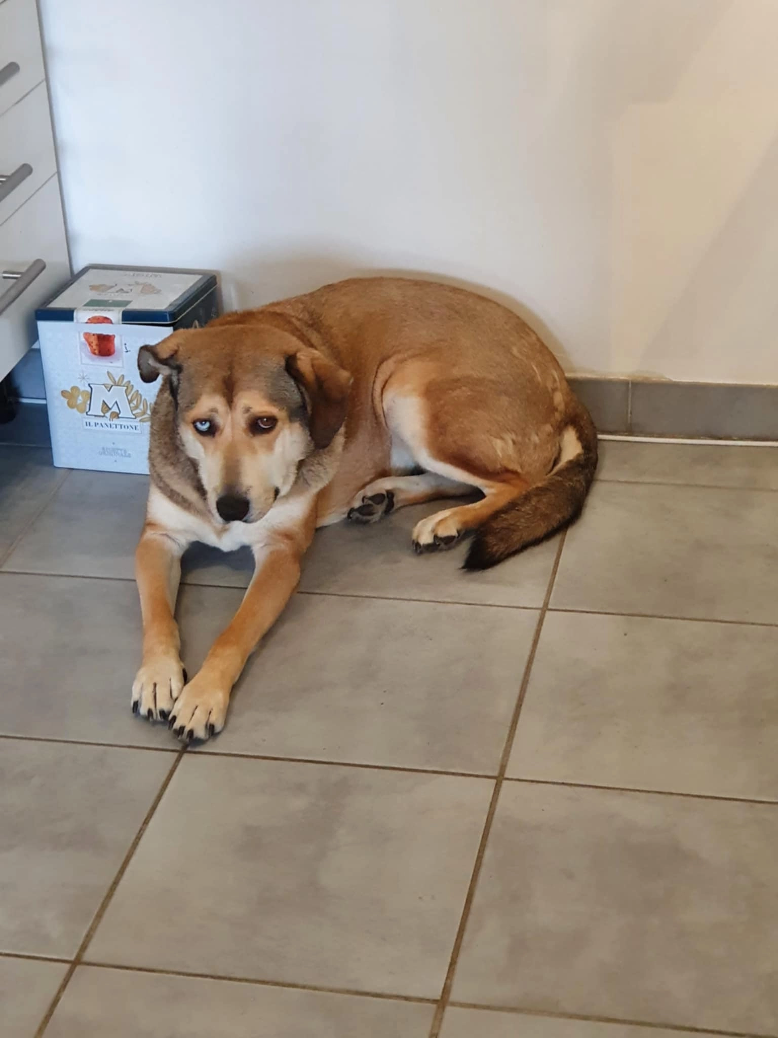 Bowie - Val de Sibourg, Lançon-Provence