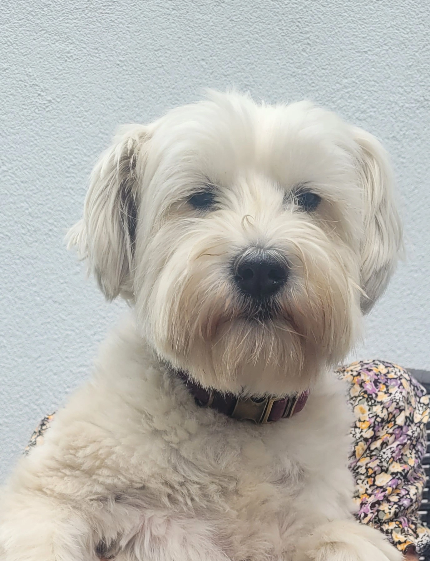 DAISEY - Clos des Wallons, Ombret-Rawsa