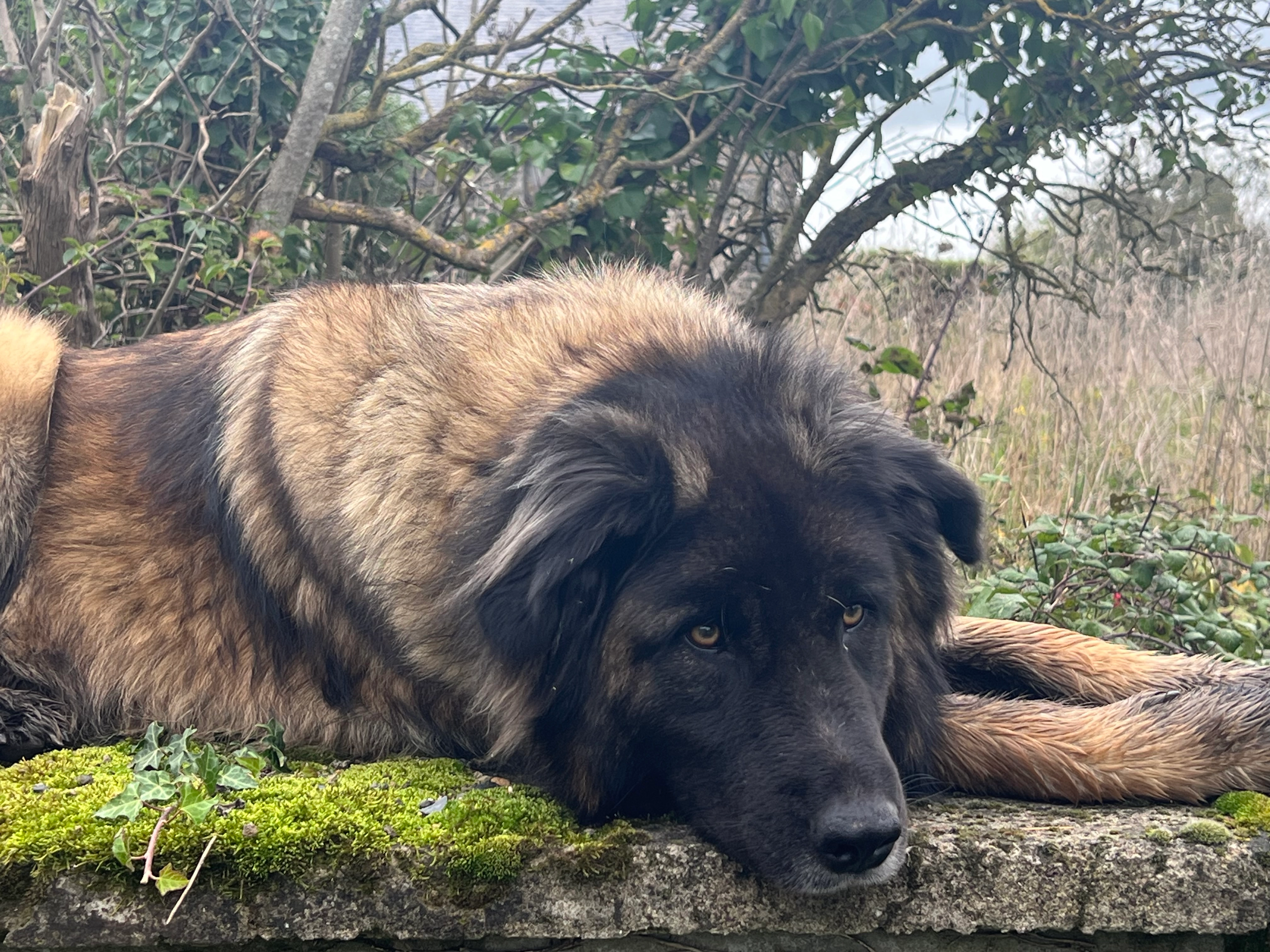 Spatule - 16 Route de Dours, Orleix