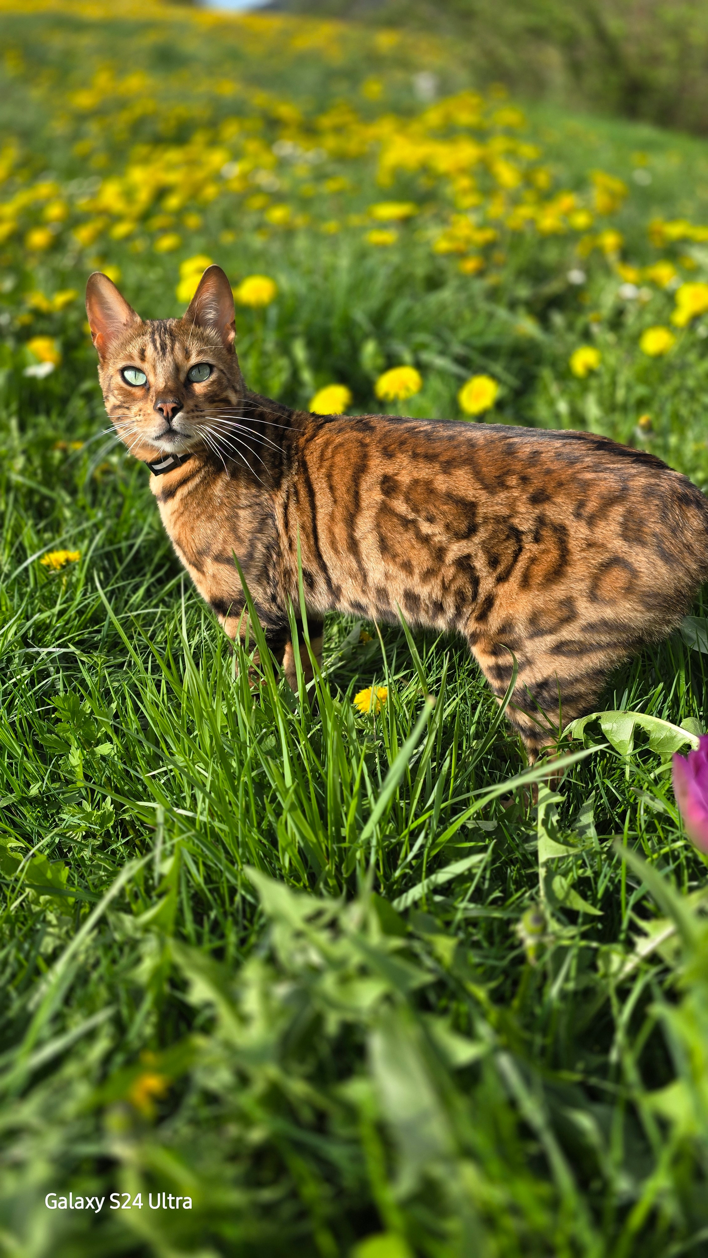 Leo - Doktor-Schellerer-Straße, Viechtach