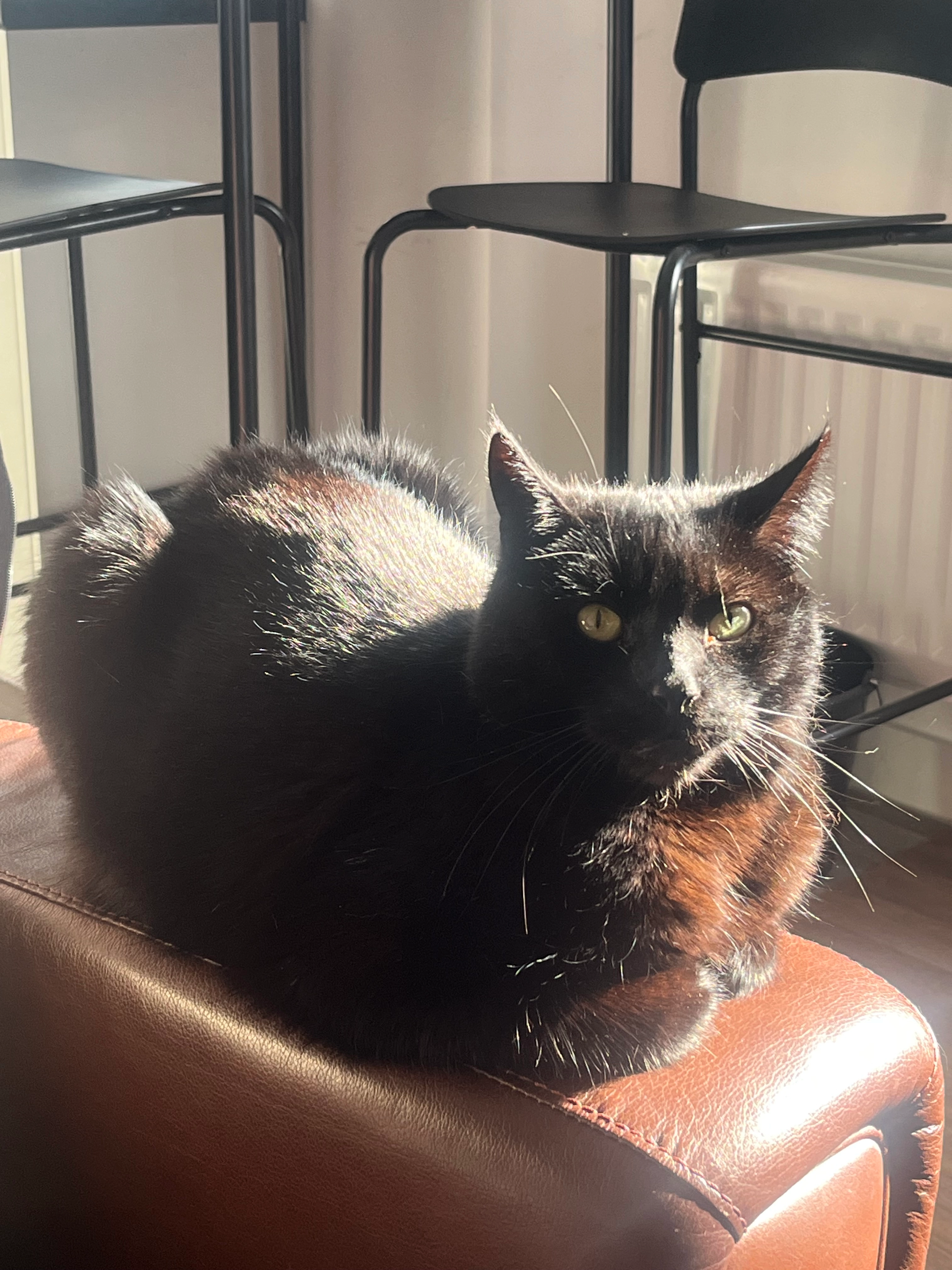 Tommy - Pearmain Close, Stratford-upon-Avon