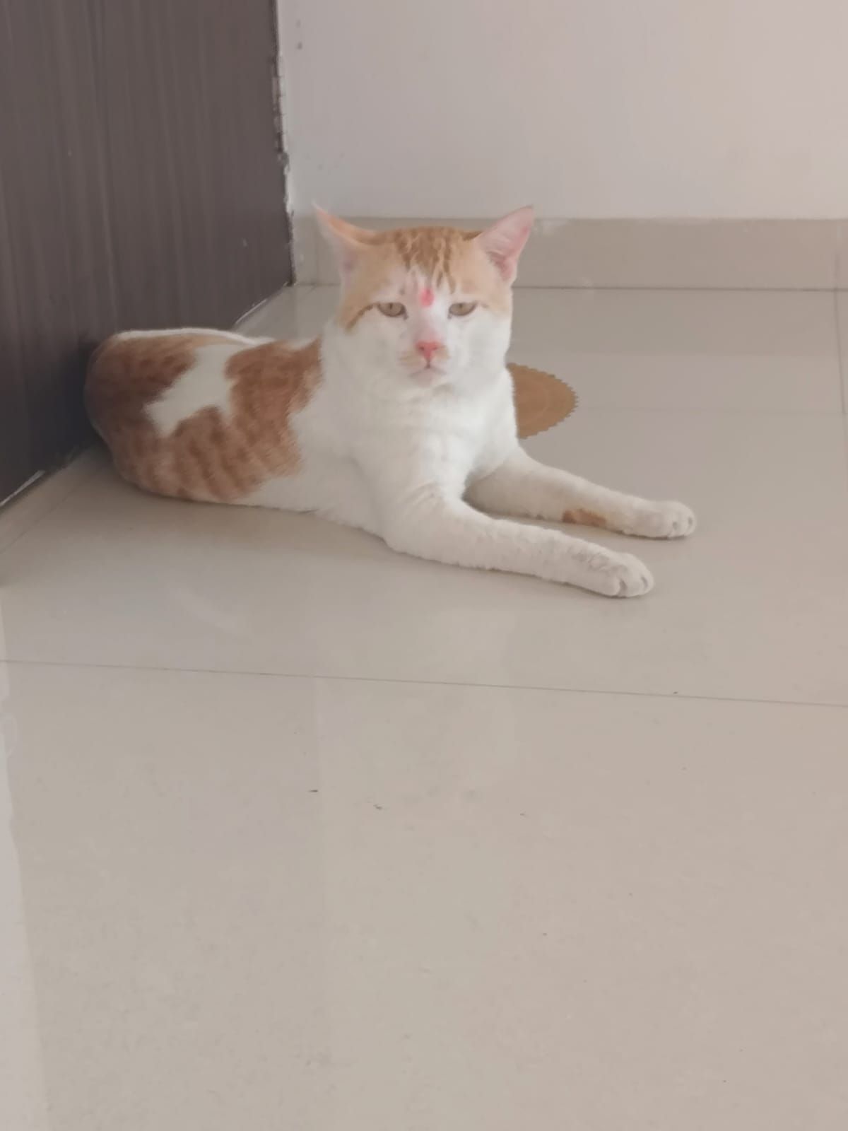 Chandu was seen in Casalino tमीn - Handewadi Road, Pune