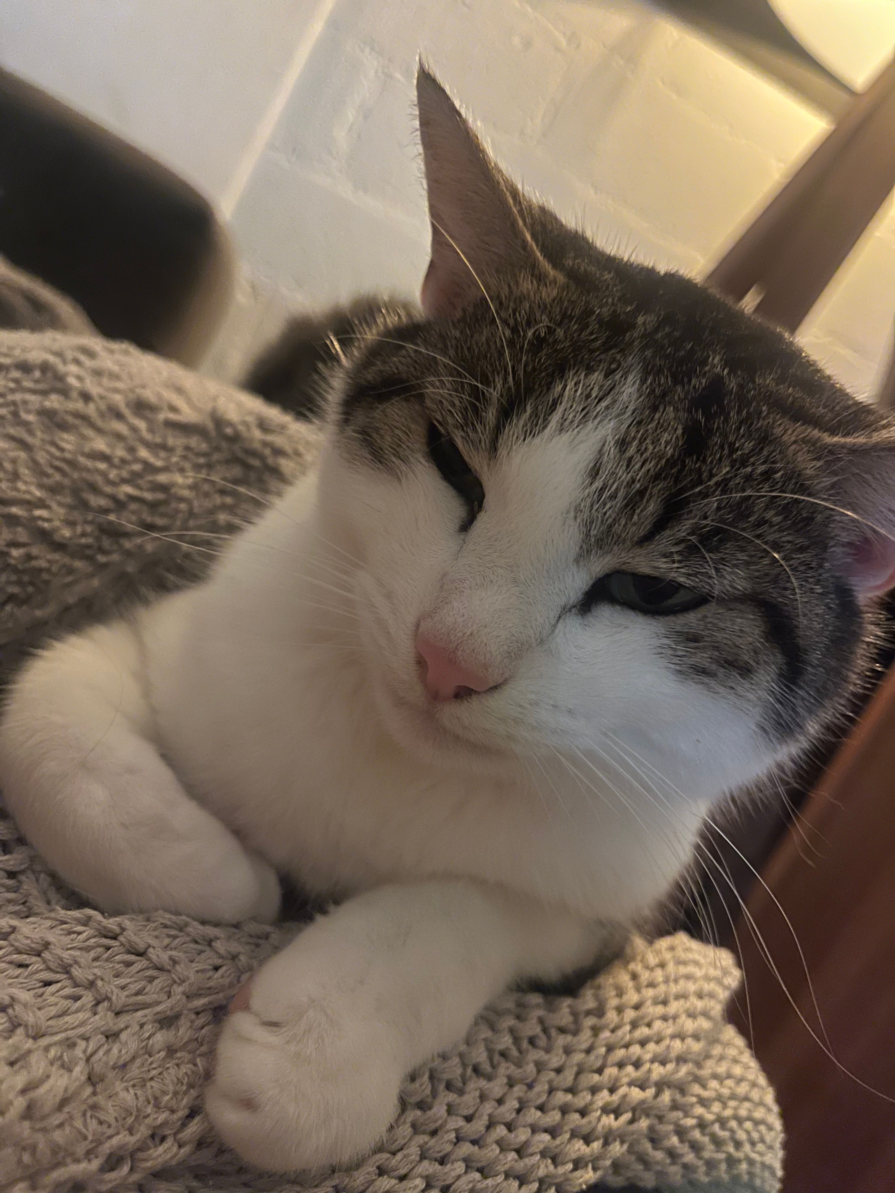 Simba  - Gerhart-Hauptmann-Straße, Nördlingen