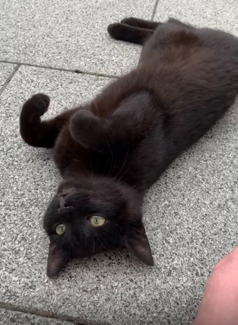 Django - Karl-Liebknecht-Ring, Hohenmölsen