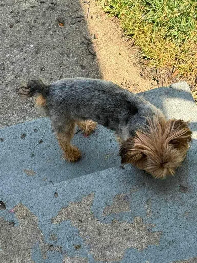 Brodie - Mitzi Drive, Columbus