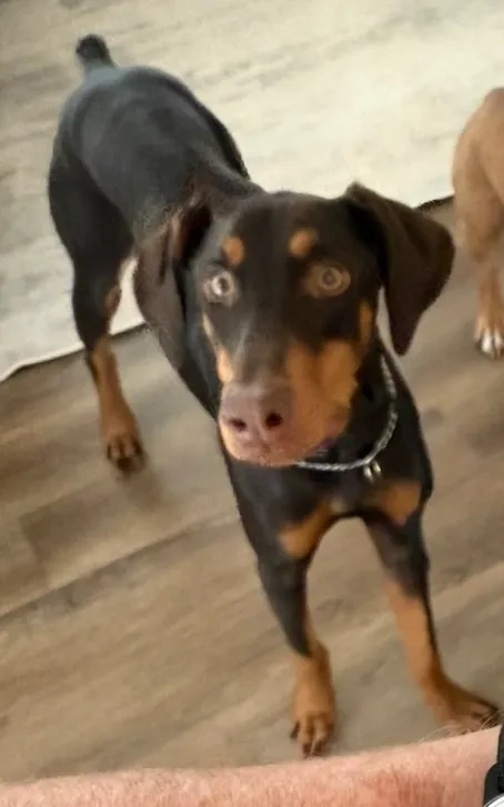 Ruby - 2061 Chester St, Aurora