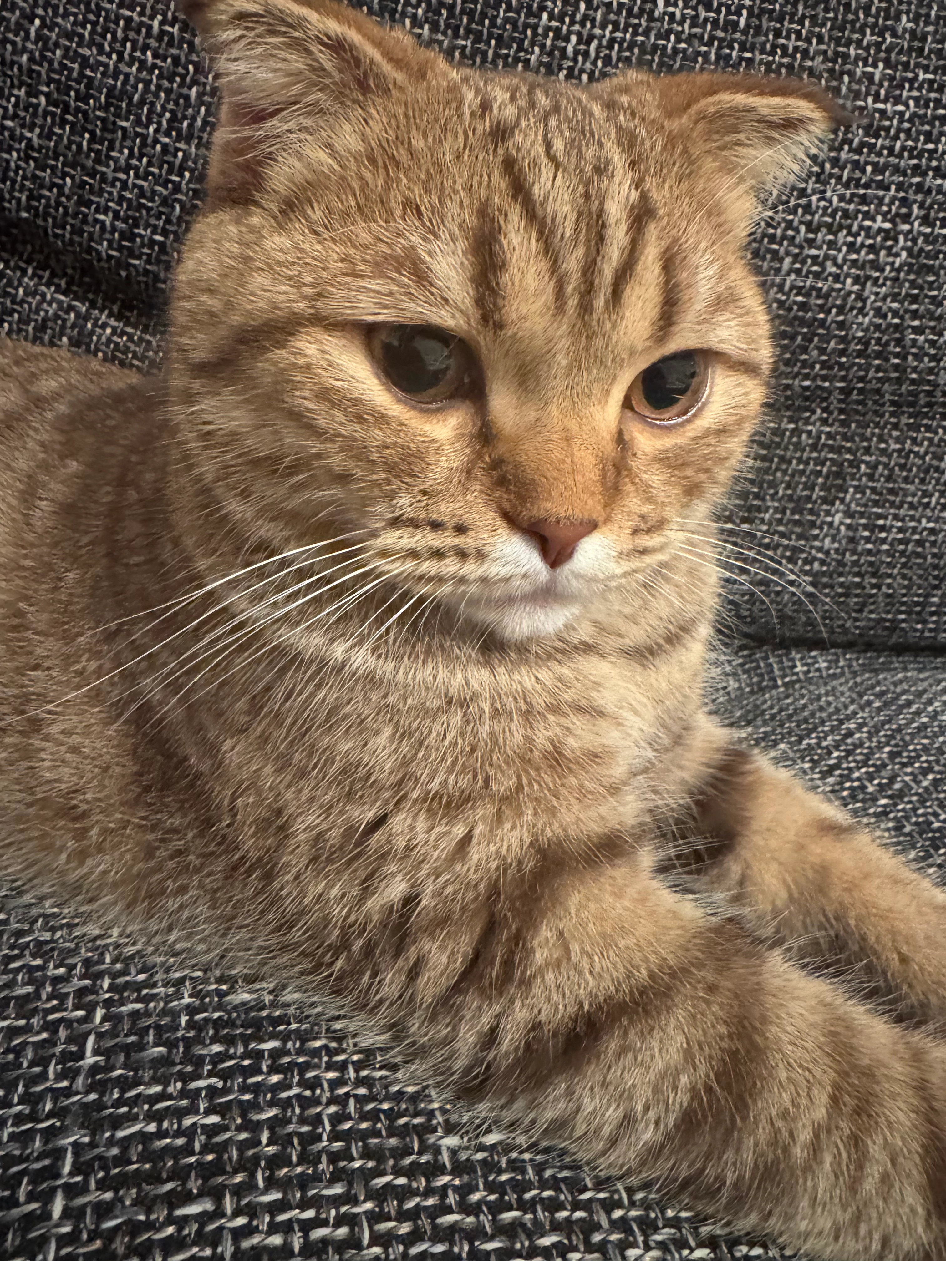 Simba  - Geranienstraße, Hamm