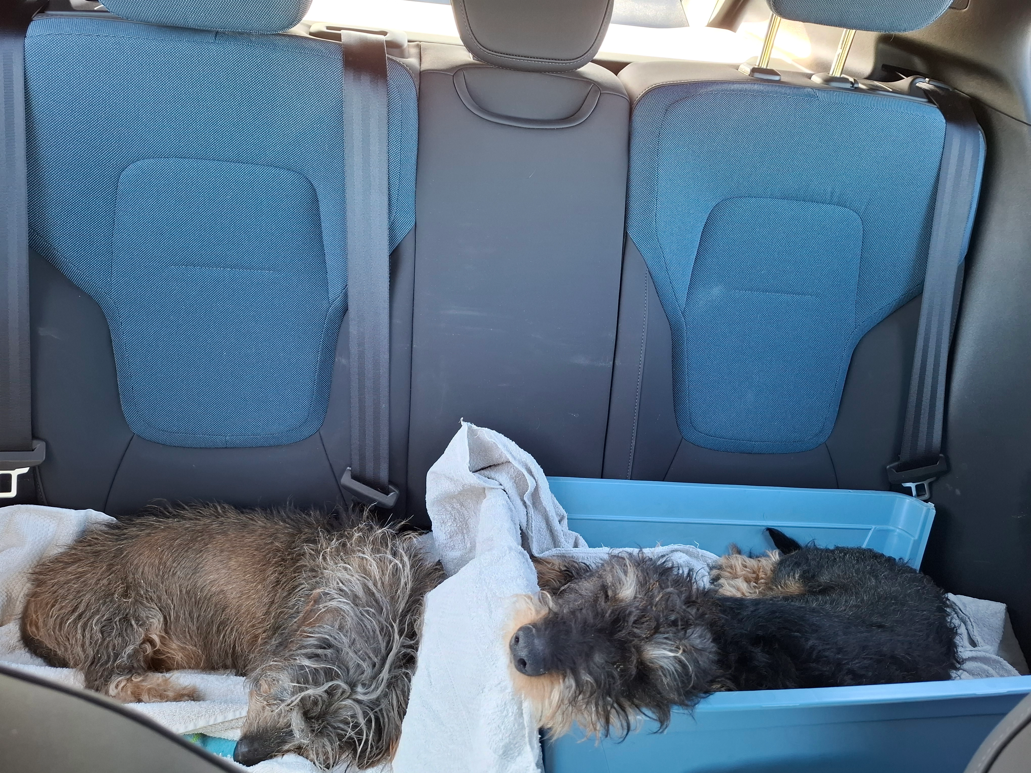 Billy - Boomstraat, Gemonde