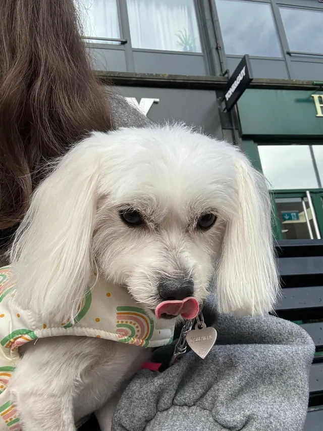 Minnie  - Fairmead Crescent, Edgware