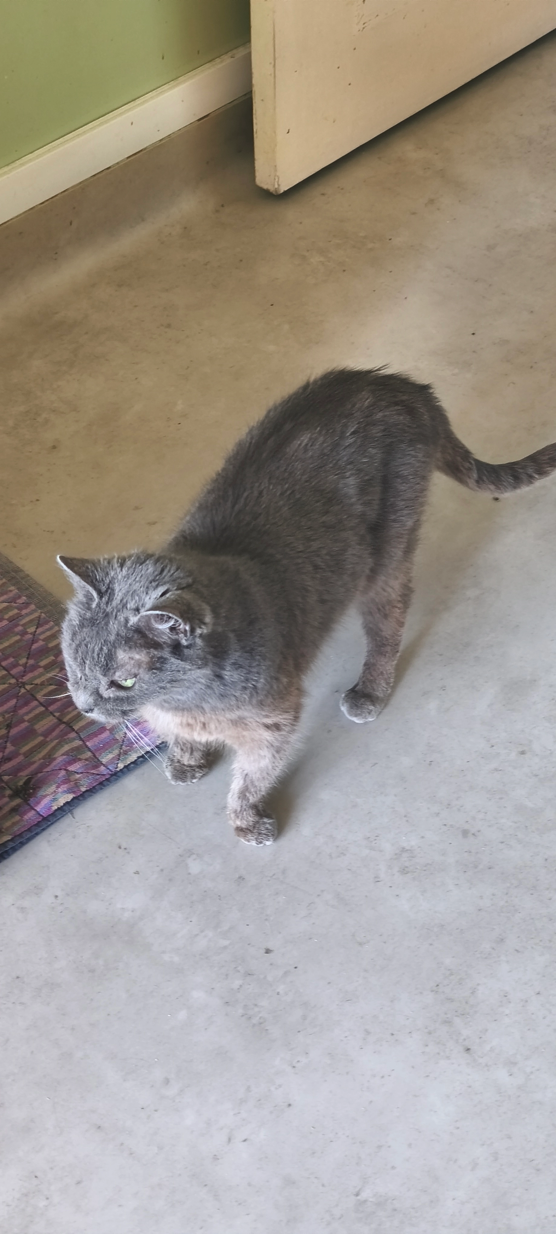 Doudou  - Square D'allonnes, Saint-Brice-sous-Forêt