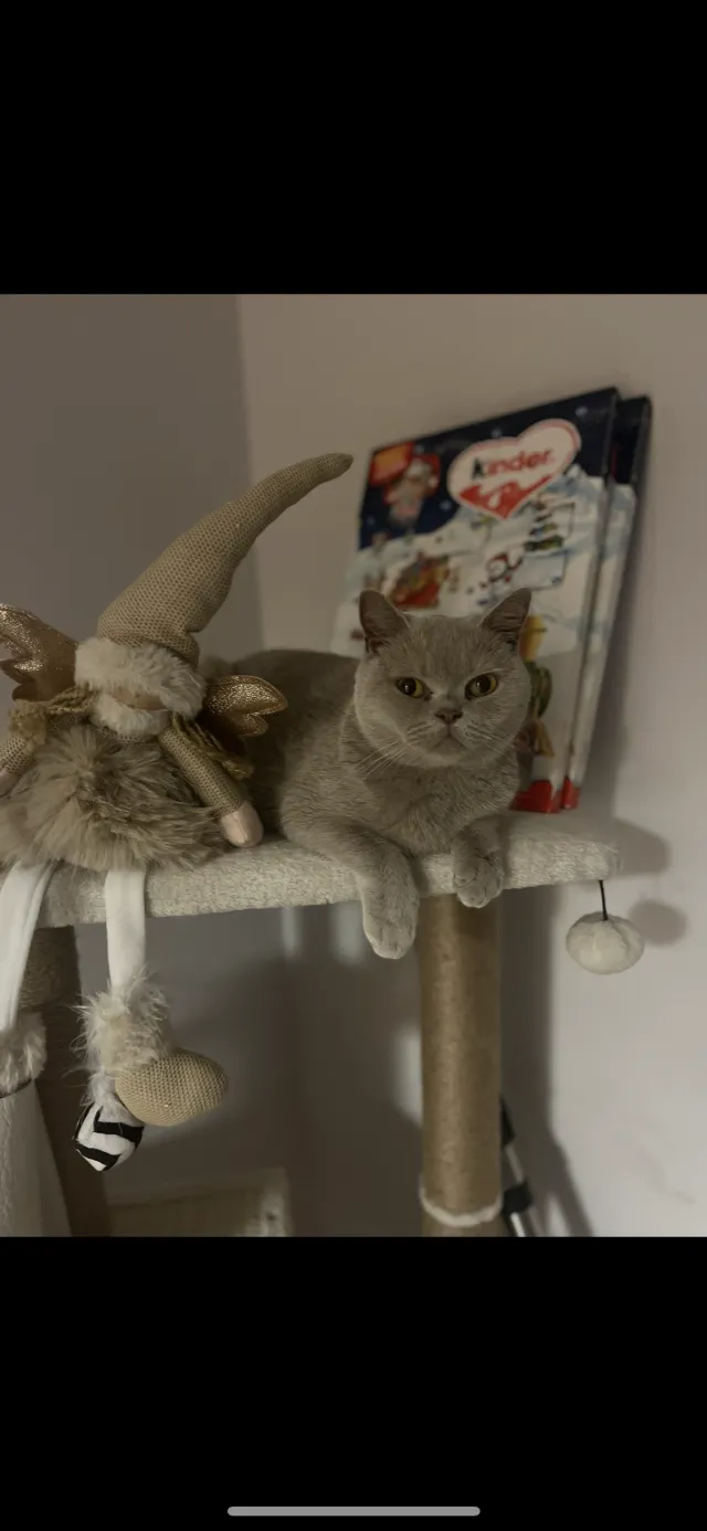 Tilly - Bidgood Road, Exeter