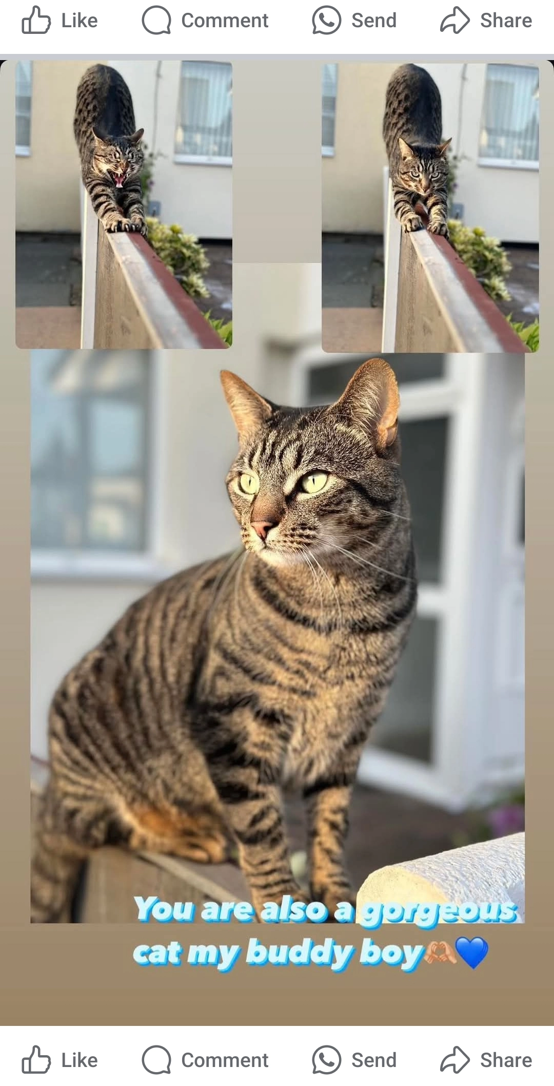 Buddy - Pool Hey, Liverpool