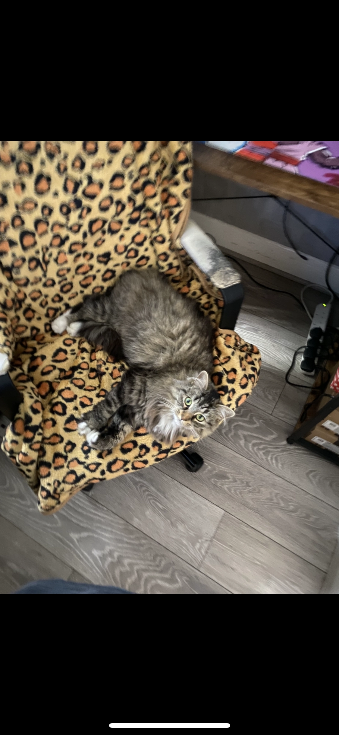 Geri - Park Road, Watford