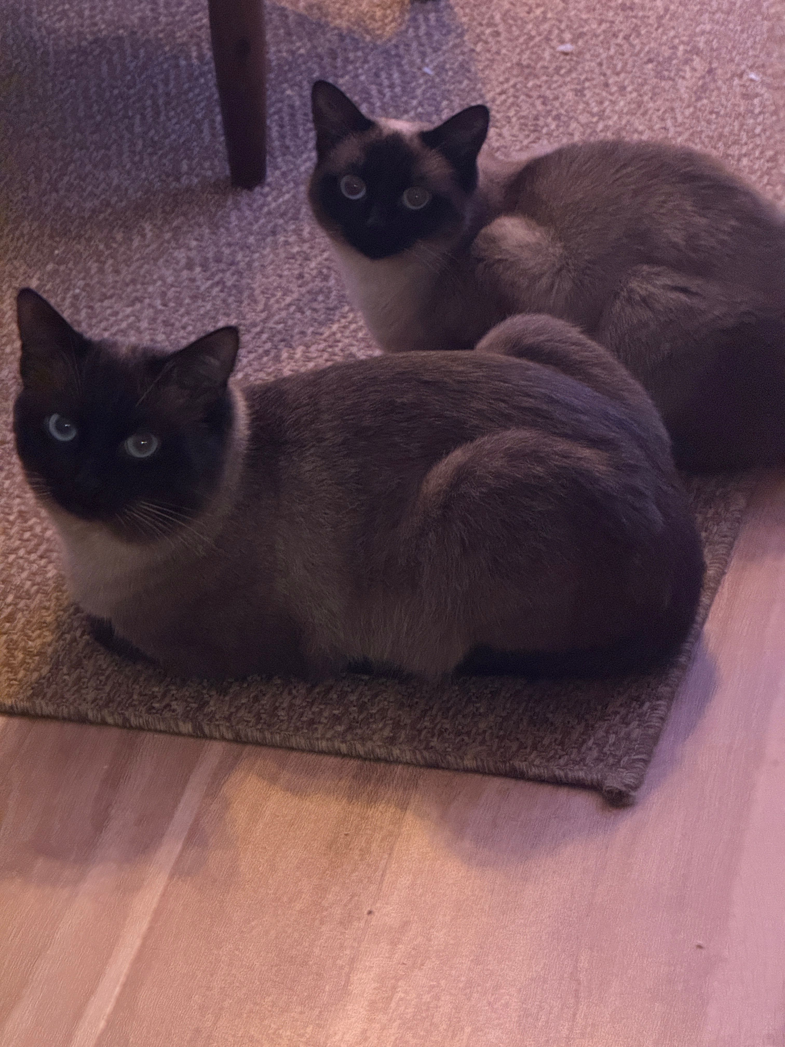 Balu - Siegfried-Aufhäuser-Straße, Augsburg