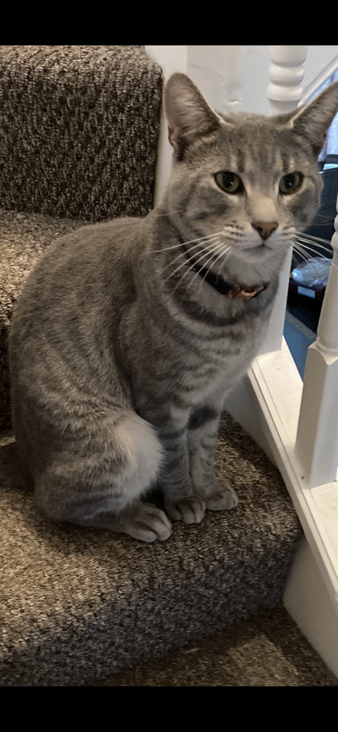 Storm - College Road, Plymouth