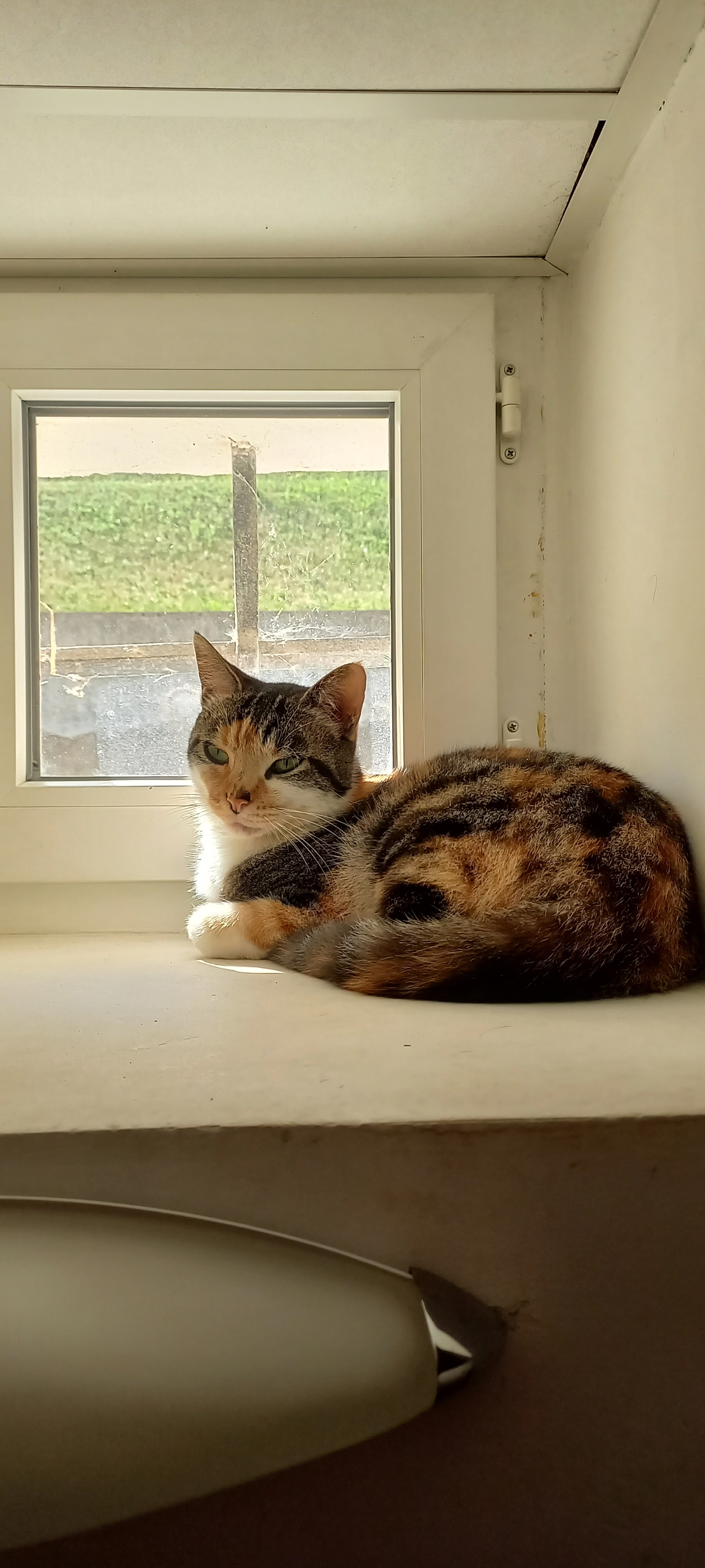 pimprenelle - Rue Du Béryl, Veurey-Voroize