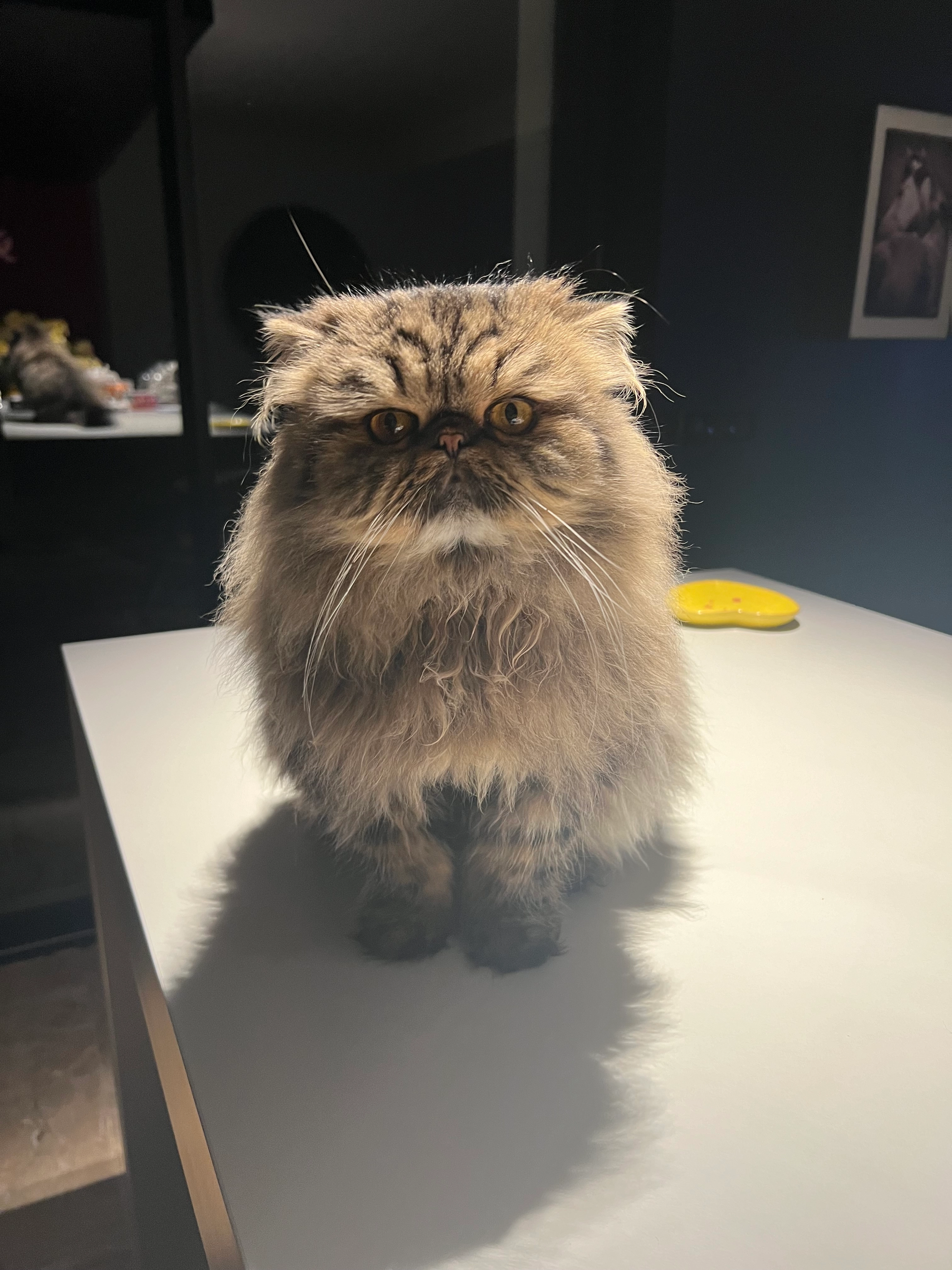 TitiJane - Saint-Germain, Clohars-Carnoët