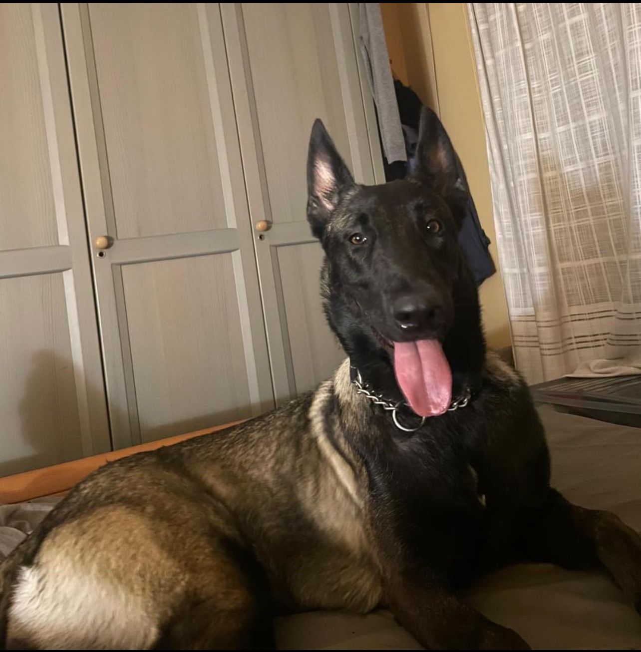 Lola - Via Apricena, San Severo