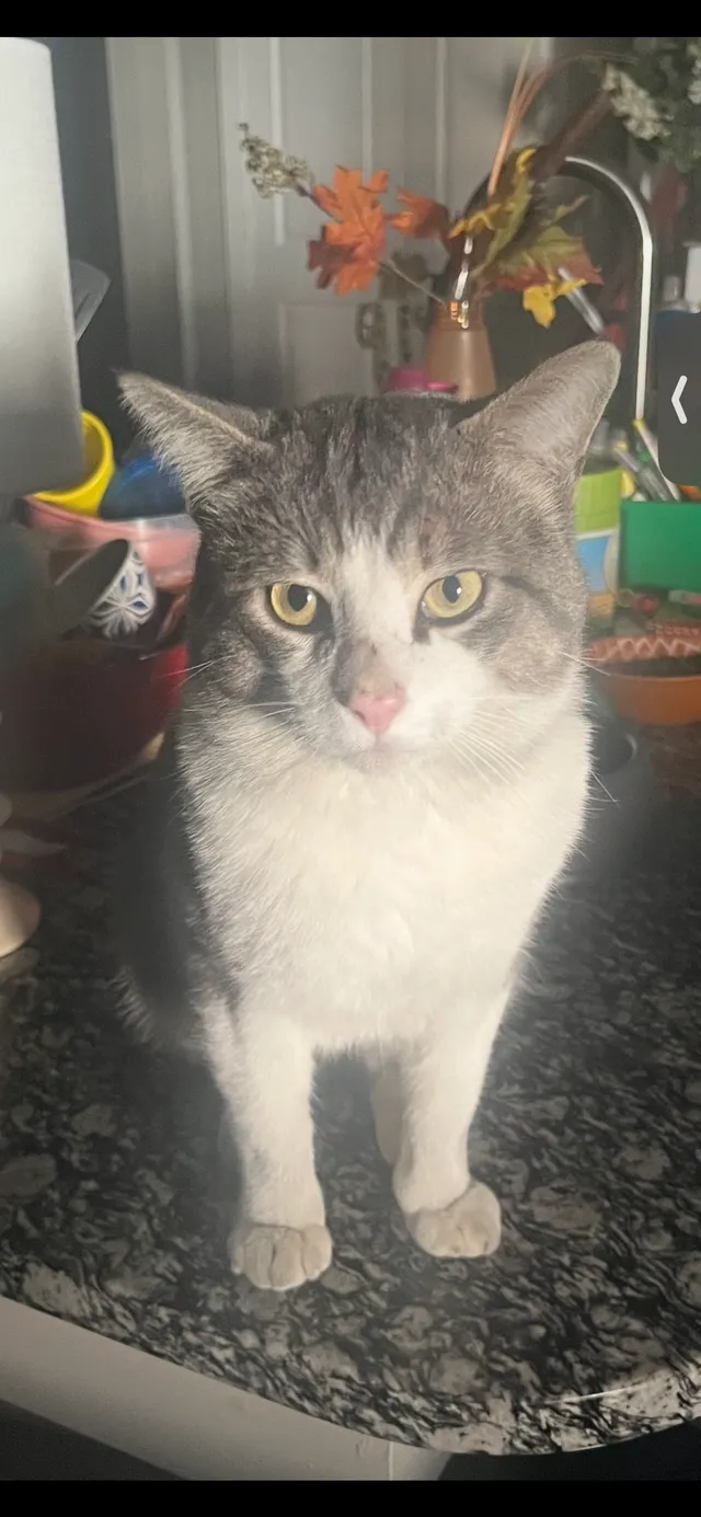 Milo - 500 N Dove Rd, Grapevine