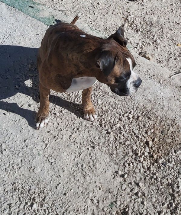 bamby - Calle Castalla, Alcoy